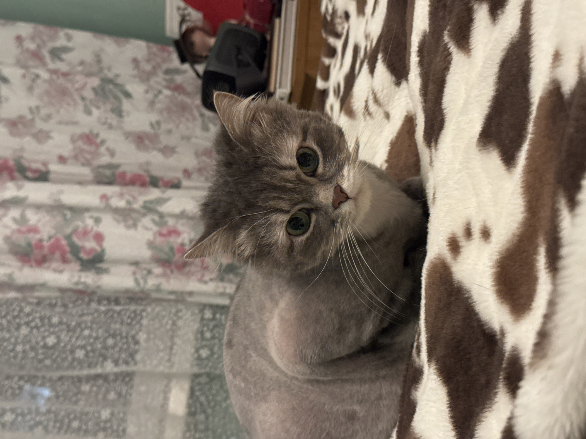 A gray cat with green eyes is looking at the viewer. The cat is lying on a brown and white patterned blanket. In the background, there is a floral-patterned fabric and a person blurred out. The location and city cannot be determined.
