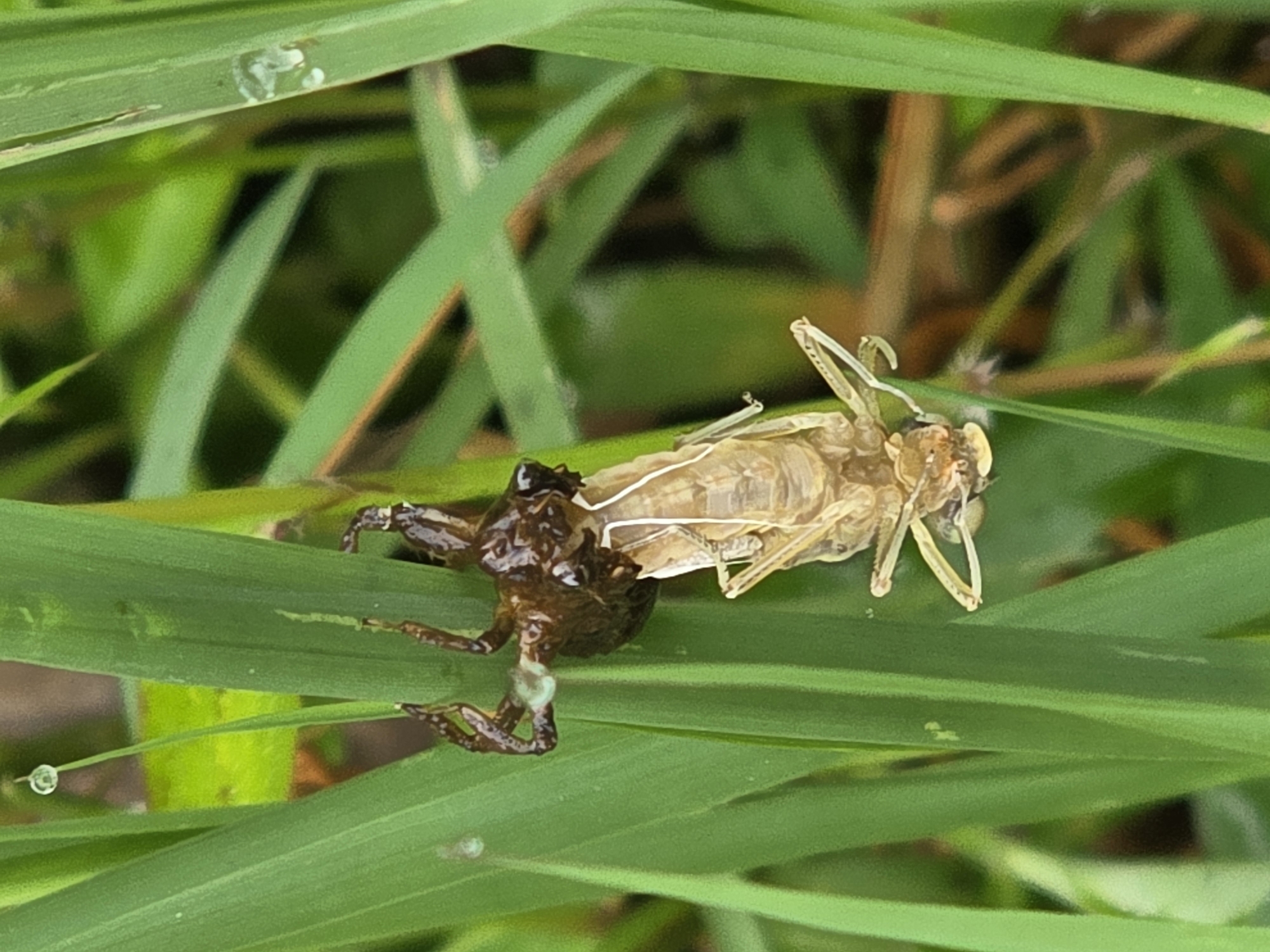 A deceased insect exoskeleton, likely a cicada nymph, is suspended vertically from a blade of green grass. The exoskeleton is light brown and translucent, with visible segmented legs and wing casings. A darker, more solid section at the top of the exoskeleton appears to be the head and thorax, with small, dark eyes. A single dewdrop is visible on a thin blade of grass to the upper left of the exoskeleton. The background is a blur of green foliage. The image was taken in an outdoor environment, possibly a garden or natural area, in an unknown location in Indonesia.