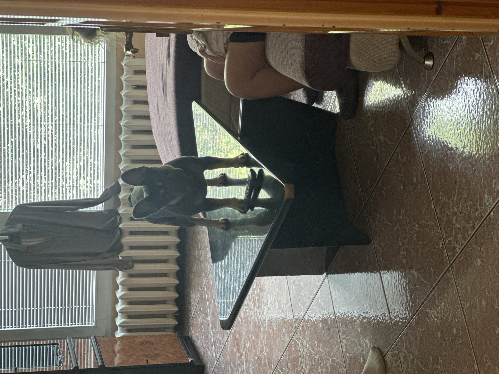 The image shows an indoor scene with a dog standing on a glass coffee table. The dog appears to be a dark-colored breed with floppy ears. The table is black with a clear glass top. A radiator is visible in the background, along with a window with blinds. A person is partially visible sitting on a couch. The floor is tiled with brown, patterned tiles. A garment is hanging on the radiator. The location is Unknown, Unknown.