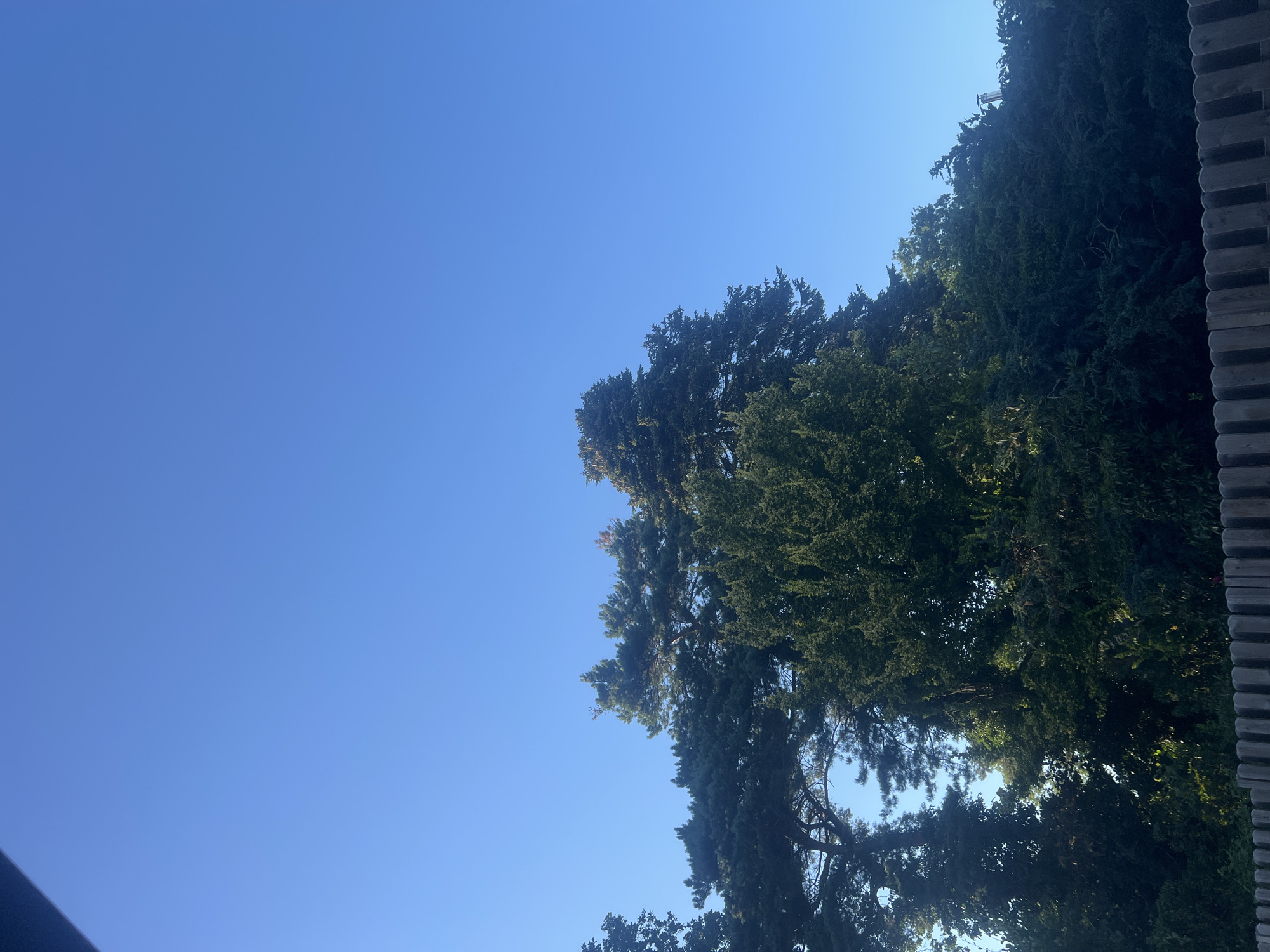 The image shows a view looking up at a clear blue sky with several large evergreen trees dominating the right side of the frame. A portion of a textured, gray, possibly stone or concrete, wall or structure is visible on the far right edge. The trees are dense with dark green foliage, and some branches are silhouetted against the sky. Sunlight filters through the leaves, creating variations in light and shadow. There are no people or specific objects visible other than the trees and the wall. The scene appears to be outdoors on a bright, clear day, likely mid-morning or afternoon, given the brightness of the sky and the way the light hits the trees. The orientation of the image is vertical, with the sky occupying the left half and the trees and wall the right. The setting is likely a park, garden, or a street lined with mature trees. There is no visible text in the image. The overall mood is serene and natural, with a strong emphasis on the lush greenery against the expanse of the sky.