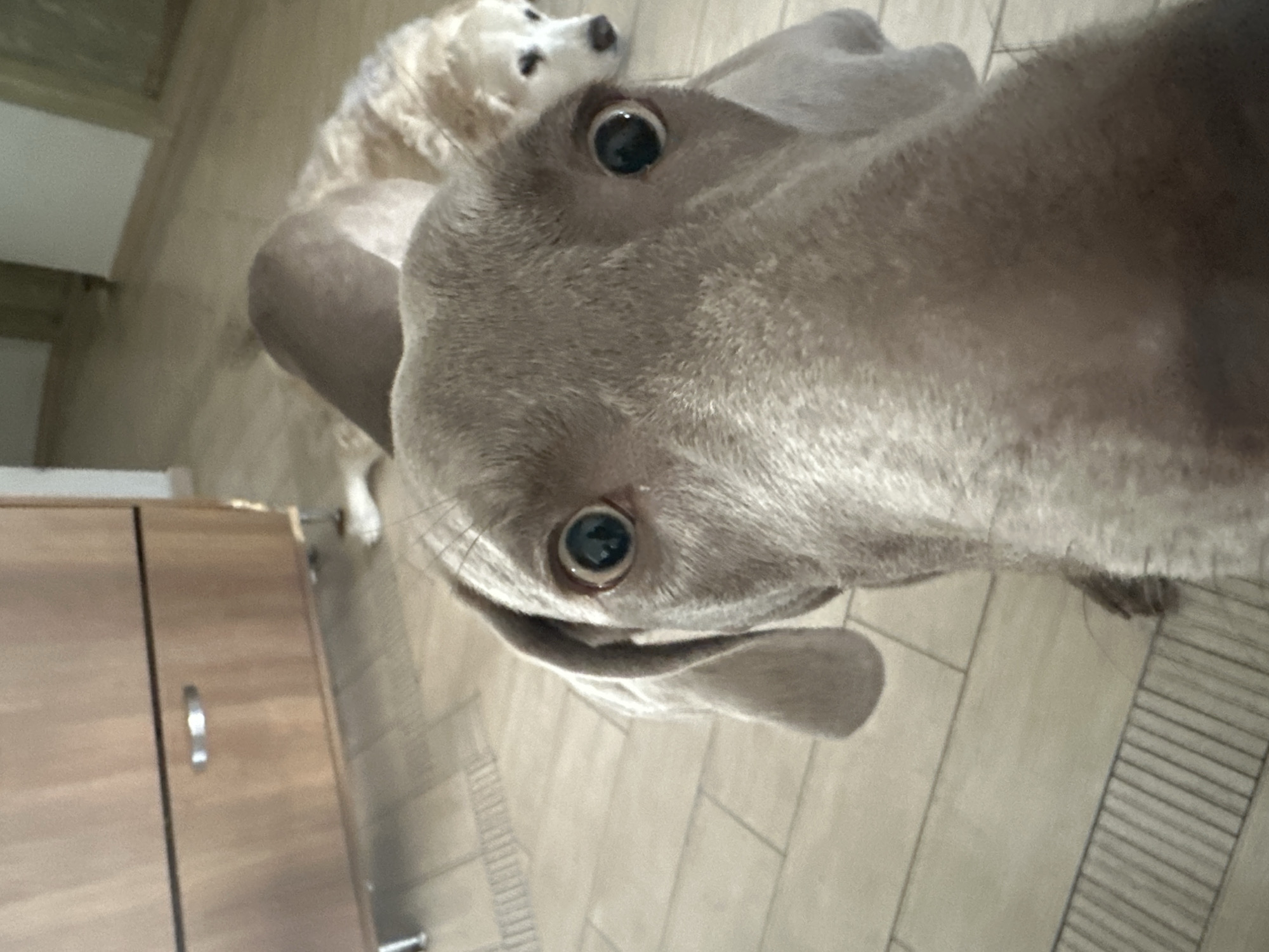 Two dogs are present in an indoor setting. One dog, a Weimaraner, is positioned close to the camera, its face taking up a significant portion of the frame. The other dog, a golden retriever, is situated in the background, slightly out of focus. The floor has a tile pattern. A section of a wooden cabinet is visible in the background, to the left. The image was not taken in Plovdiv, Bulgaria.