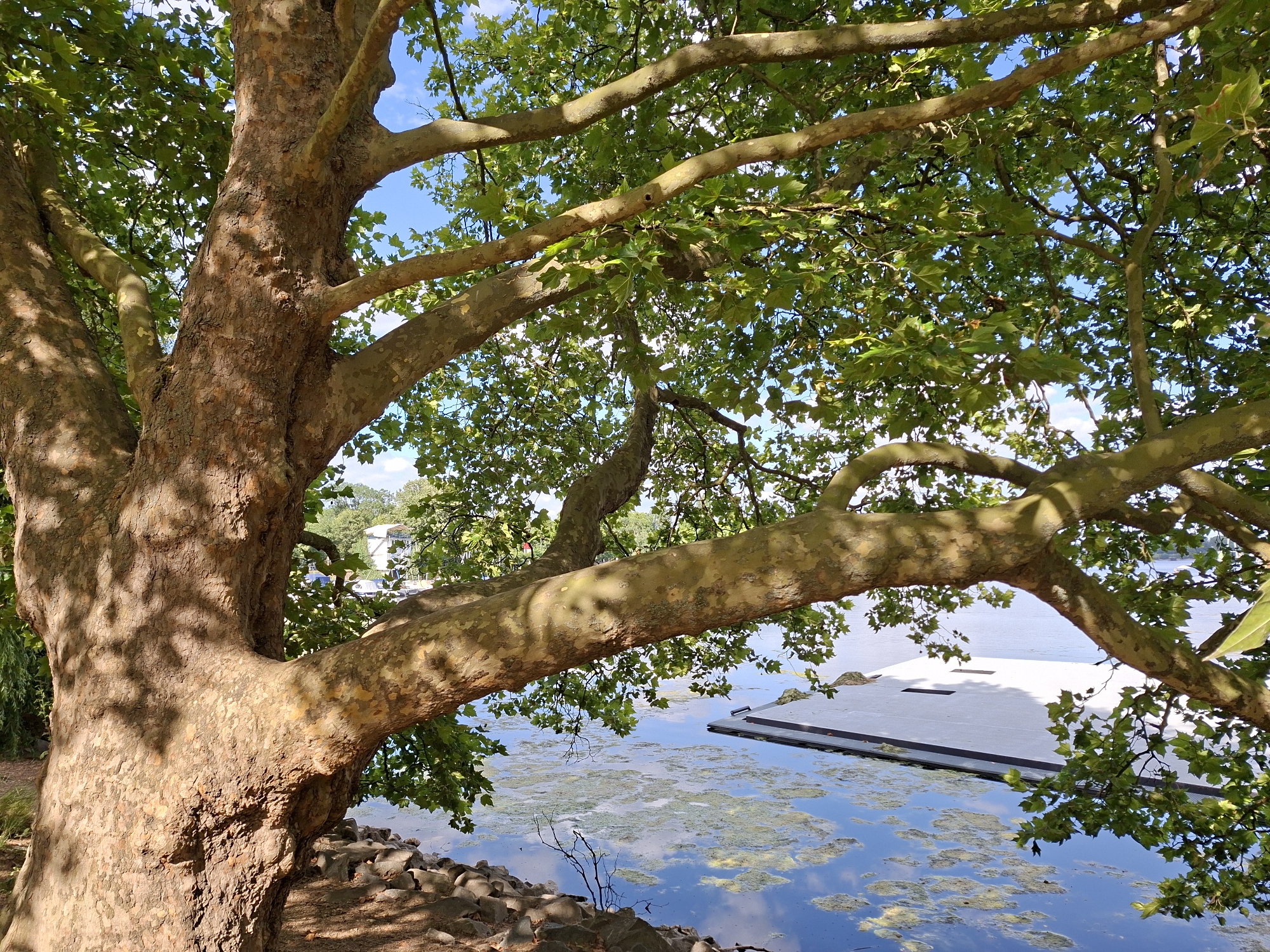 This is a photograph taken at the Kurpark in Wiesbaden, Germany. The image features a large sycamore tree with a textured, light brown bark. Its thick branches extend across the frame, casting shadows on its trunk and the surrounding foliage. The tree's green leaves are lush, obscuring parts of the bright blue sky above. In the background, a calm body of water, likely a pond or lake within the park, is visible. The water surface reflects the sky and is dotted with patches of green algae or duckweed. A portion of a modern, white floating structure, possibly a platform or pontoon, is partially submerged at the edge of the water. The foreground along the water's edge is lined with rough, grey stones. The overall scene depicts a serene natural setting within an urban park.