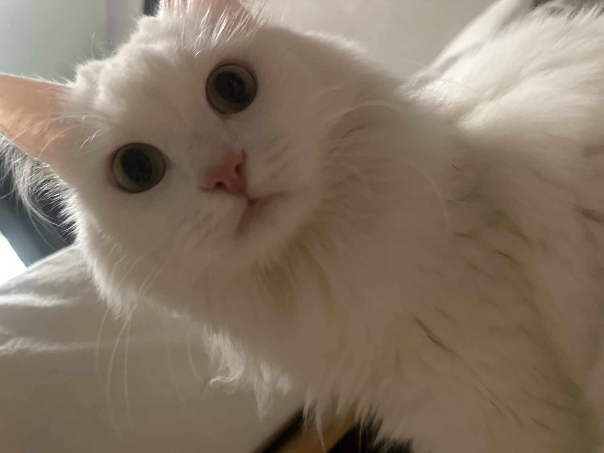 A close-up, low-angle shot of a white cat with green eyes is captured. The cat's face fills the frame, with its head tilted slightly to the side, looking directly at the camera. The background is blurred and appears to be an indoor setting, possibly a room with a light-colored surface that could be a wall or furniture. There are no discernible landmarks or elements that would indicate a specific location within the city of Omsk, Russia. The image focuses solely on the cat's features, including its fur, whiskers, pink nose, and striking green eyes.