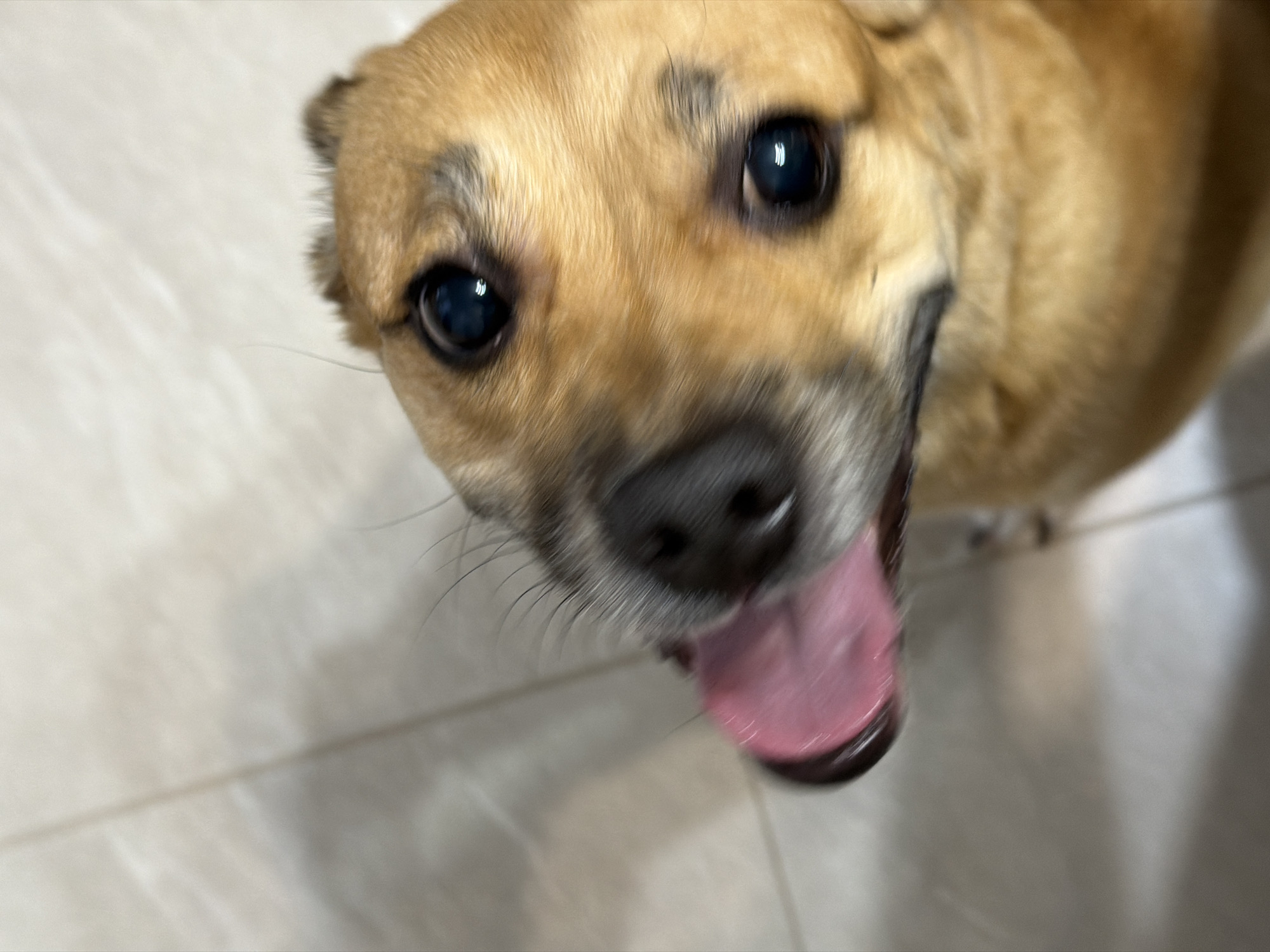 A close-up, tilted shot of a tan dog's face, its tongue hanging out in a pant. The dog's eyes are wide and dark. The background is a light-colored, tiled floor. The image was taken in Засечное, Russia.
