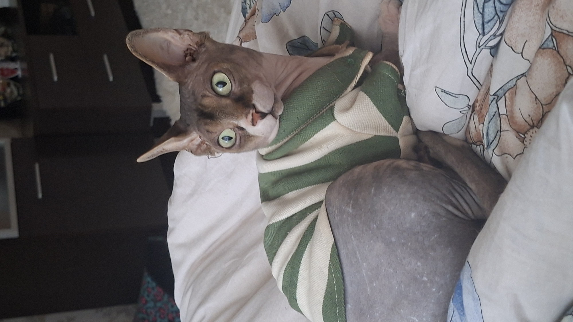 A hairless cat, a Sphynx breed, is lying on a bed covered with a white duvet. The cat is wearing a green and white striped sweater. Its fur is a muted brown color with darker tabby markings on its face. The cat has large, wide-set green eyes and prominent ears. The background shows a dark wooden dresser and a lighter colored rug. The scene appears to be indoors, likely in a bedroom, in a home located in the city of Myadzyel, Belarus.