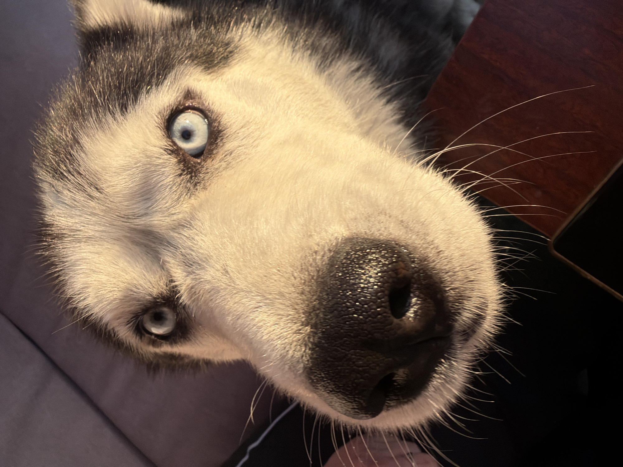 A close-up shot captures the face of a Siberian Husky. The dog's piercing blue eyes are the focal point, set within its distinctive grey and white facial markings. Its wet, black nose is prominent in the foreground, with long, white whiskers fanning out. The warm lighting suggests a indoor setting, possibly during the golden hour, casting a gentle glow on the dog's fur. The background is blurred, with hints of a dark surface, possibly a piece of furniture, and a dark fabric. The overall composition is intimate, emphasizing the dog's features and expression. The image was taken in an unknown city and country.
