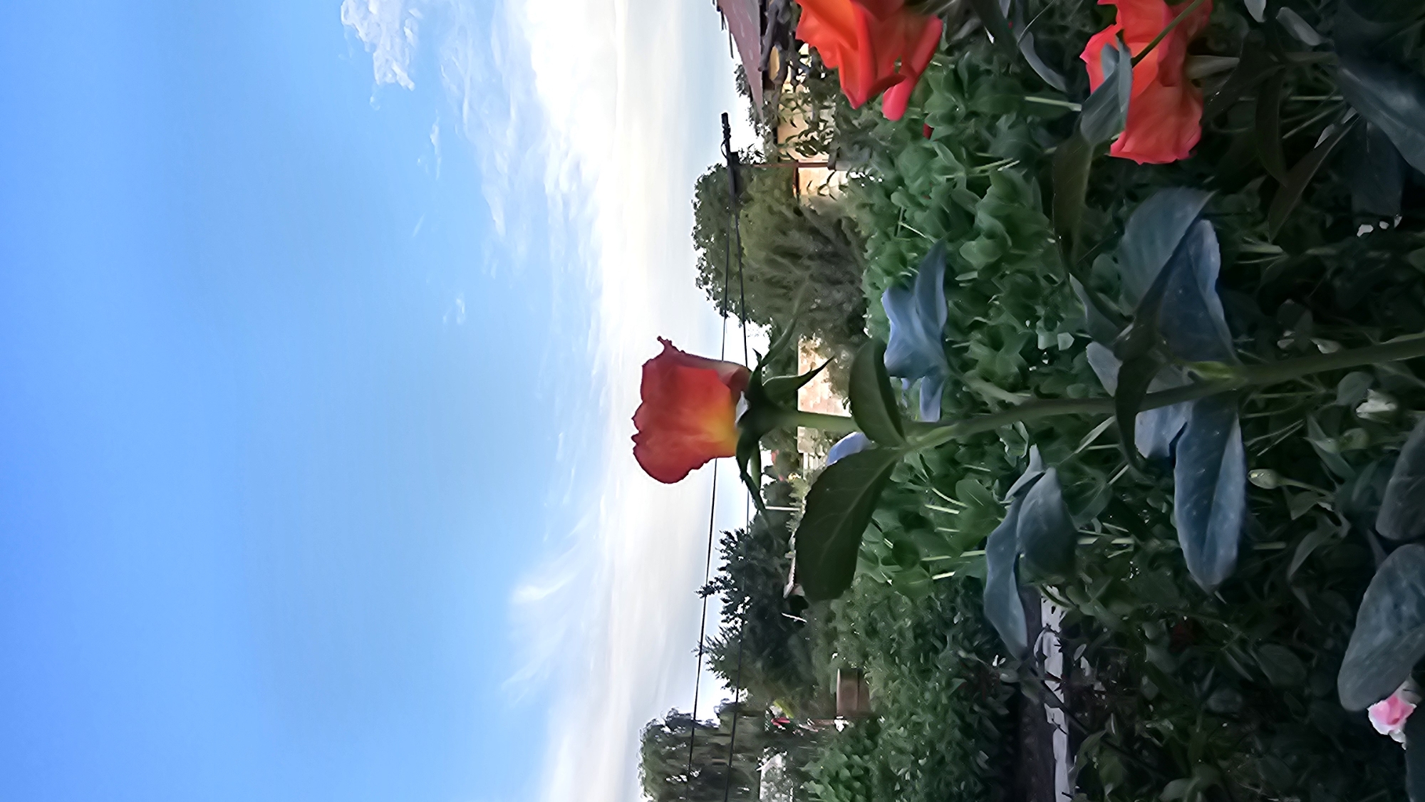 The image shows a close-up of a red rose in a garden. The rose is in full bloom, with its petals unfurled. It is positioned in the foreground, slightly to the left of the frame, and is the primary subject. Behind the rose, lush green foliage of other plants creates a dense backdrop. There are also hints of other red flowers in the upper right corner, suggesting a vibrant garden setting. The sky is a clear blue with wispy white clouds, indicating it is daytime. The scene appears to be outdoors, possibly a backyard or a park, given the presence of garden plants and what looks like a building structure and trees in the background, further away. There are no people visible in the image. The lighting suggests it's a bright, sunny day, possibly late morning or early afternoon. The image is oriented vertically, with the sky appearing on the left side of the frame and the garden on the right. The overall mood conveyed is one of natural beauty and tranquility. There is no visible text in the image. The location context provided is Panfilovo, Kazakhstan, which fits the description of a garden scene under a clear sky.