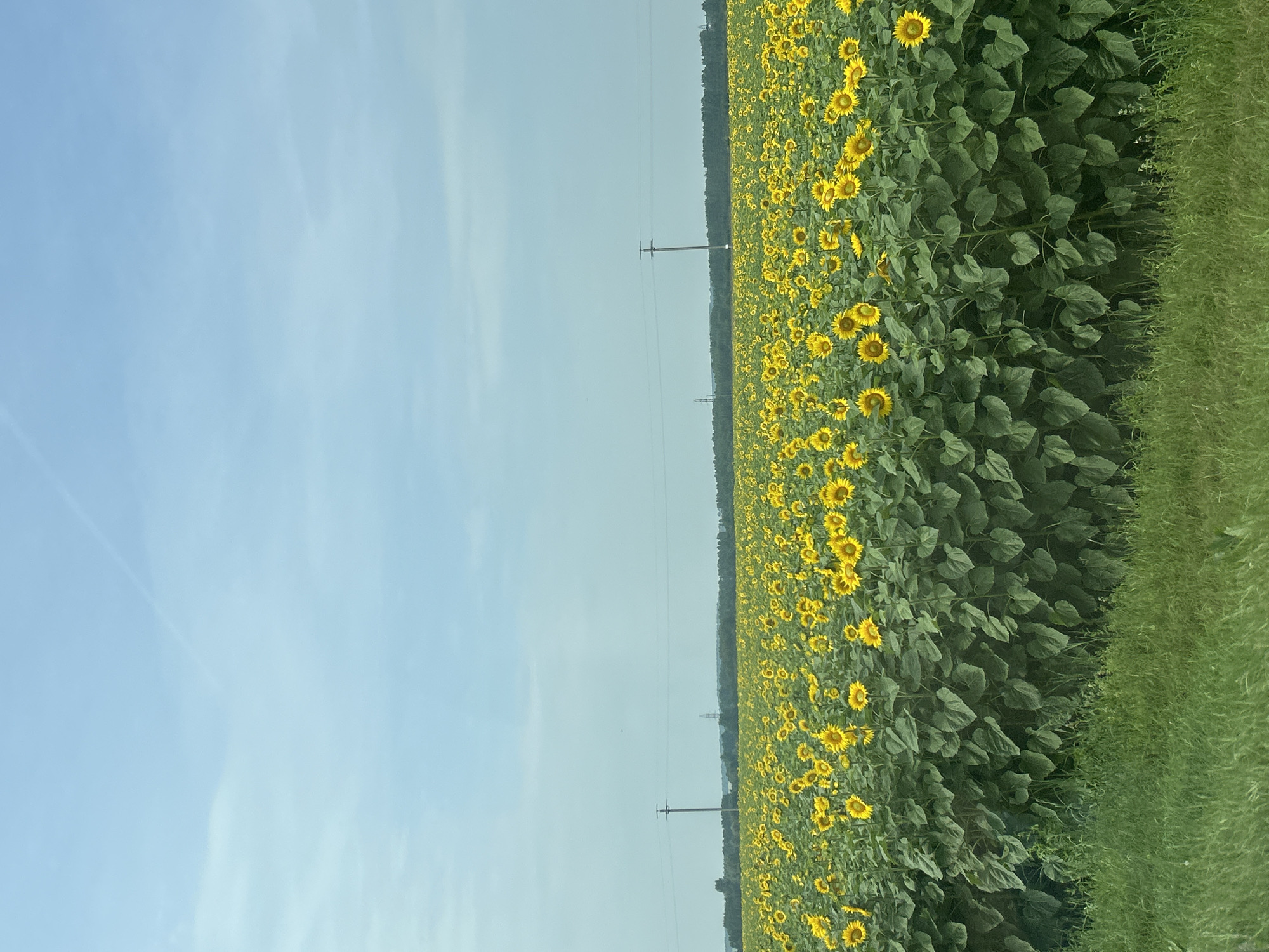 The image depicts a vast field of sunflowers under a pale blue sky with a faint contrail. The sunflowers, in full bloom with bright yellow petals, stretch as far as the eye can see, their large green leaves creating a dense carpet. In the middle ground, telephone poles and power lines are visible, hinting at the proximity of infrastructure. A distant treeline marks the horizon. In the foreground, a strip of lush green grass runs along the bottom of the frame. The scene is set in the village of Izh-Boyki, Russia, a rural landscape characteristic of the region. There are no people or animals visible in the image, and no actions or interactions are taking place. The overall impression is one of a tranquil, sun-drenched summer day in the countryside.
