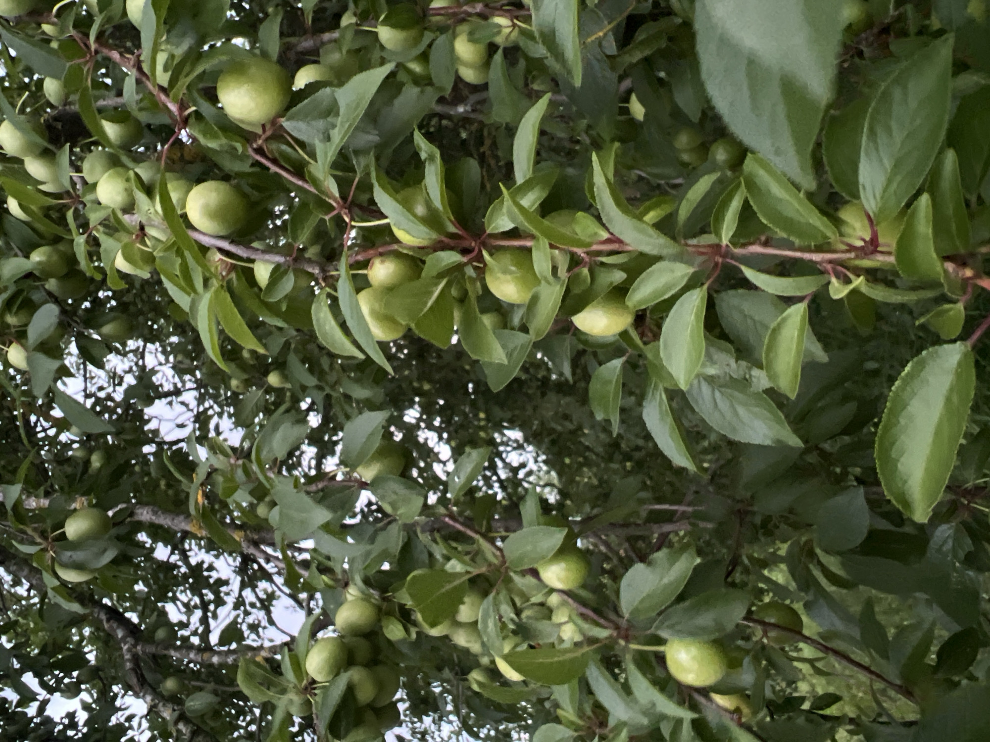 A cluster of unripe green plums hangs from a tree branch in a natural setting, likely a garden or park within Калодзежскі сельскі Савет, Belarus. The fruits are spherical and pale green, varying slightly in size and ripeness. They are attached to thin, reddish-brown stems and are surrounded by lush, green leaves. The background is filled with more foliage and branches, suggesting a dense canopy. The lighting is soft and diffused, indicating an overcast day or shade. No people or animals are visible.