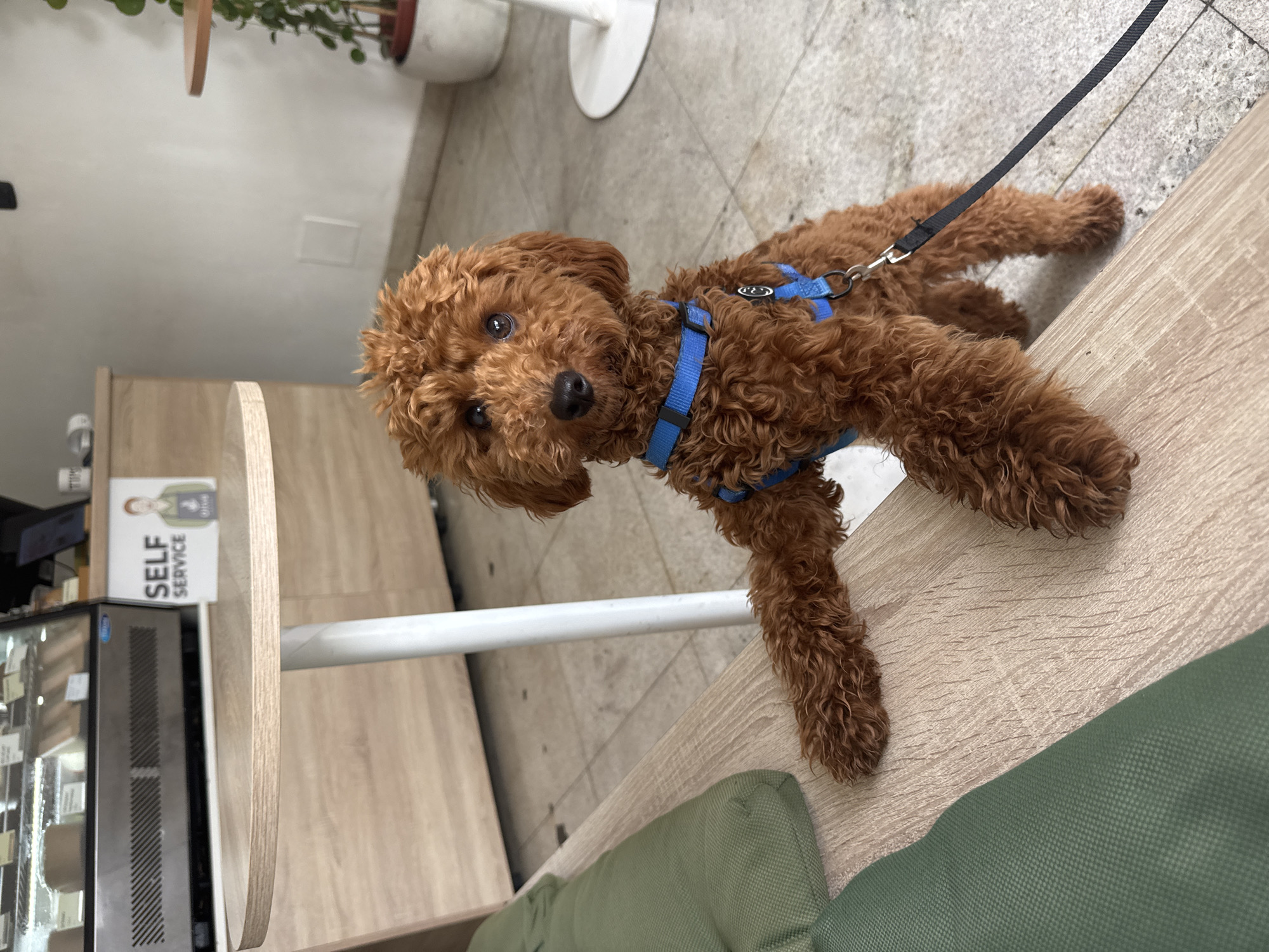 A small, fluffy, reddish-brown dog stands on its hind legs on a wooden bench, its front paws resting on the edge of the bench. The dog is wearing a blue harness and is attached to a black leash. In the background, there is a self-service counter with baked goods in a display case, a round wooden table with a white leg, and a plant in a pot. The floor is tiled. The overall setting appears to be a cafe or bakery. The image does not provide information about the specific location within Polje, Montenegro.
