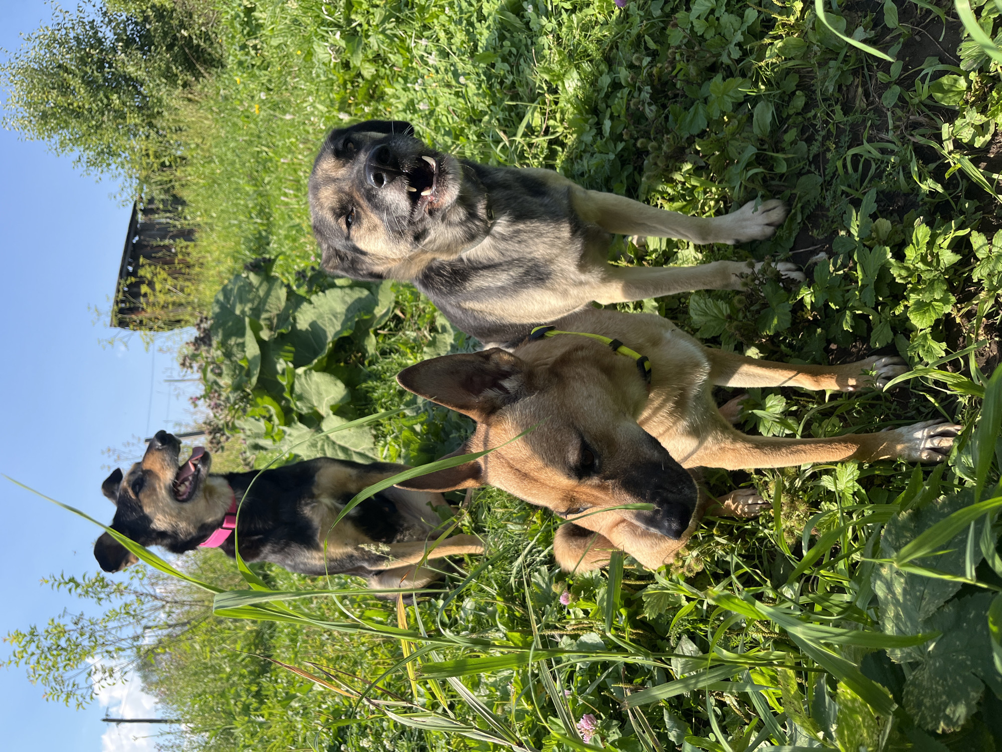 In a grassy, sunlit area, three dogs are in focus. The dog in the foreground, a tan and brown medium-sized dog with perky ears, is looking to the left, its head slightly lowered. Behind it and to the right, a similar-looking tan and black dog stands with its mouth open, appearing to bark or pant. To the far left and slightly behind the tan and brown dog, a black and tan dog sits with its tongue out and pink collar. The background reveals lush green foliage, tall grass, and in the distance, a wooden structure and trees under a clear blue sky. This scene is located in a rural or semi-rural area of Nizhny Tagil, Russia.