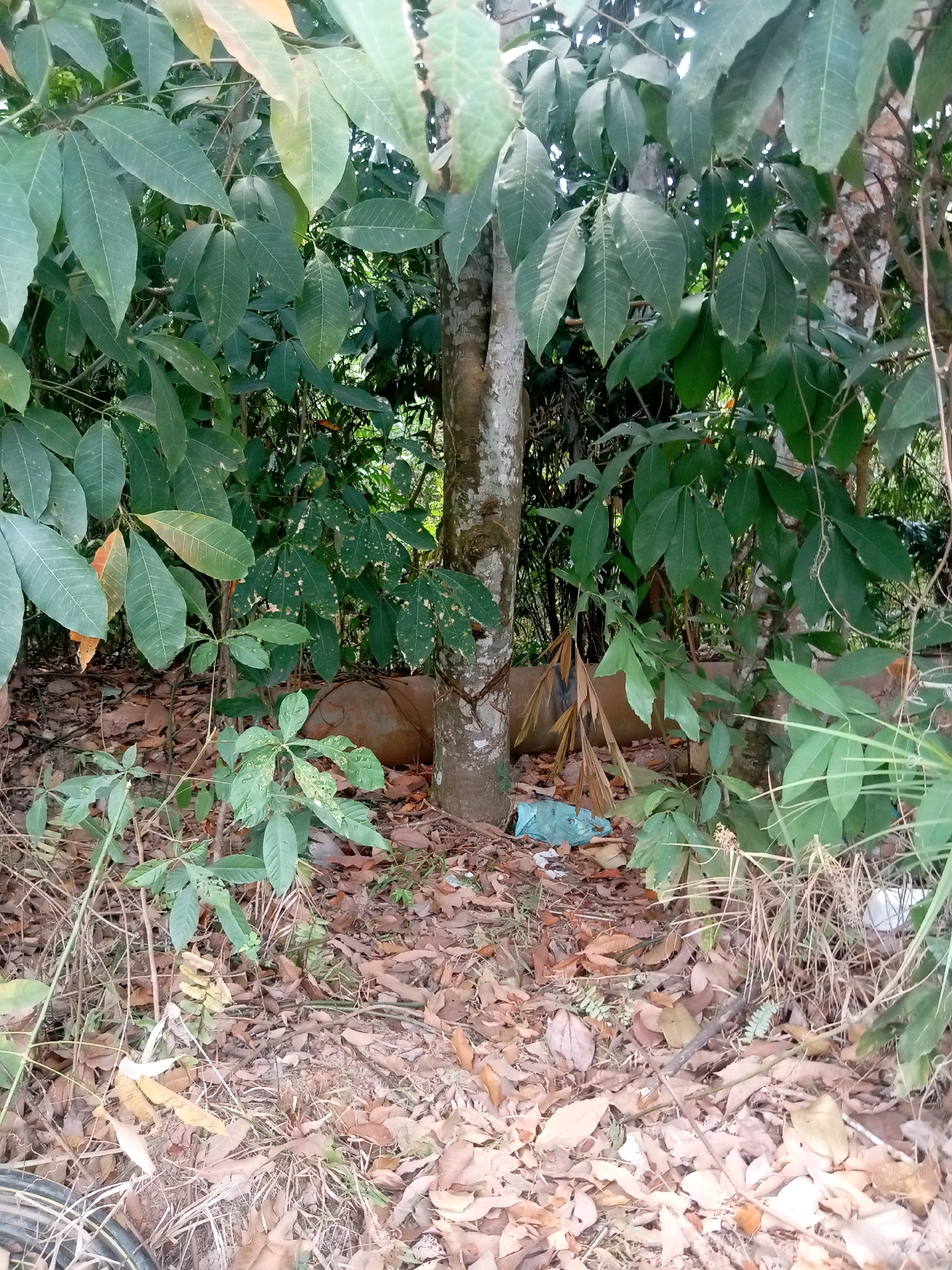 The image depicts an outdoor scene near a tree. The ground is covered with fallen leaves and dry grass. In the lower left quadrant of the image, a portion of a tire is visible. Near the base of the tree, a crumpled light blue plastic bag lies on the ground amidst the leaves. The tree itself has a textured bark and is surrounded by lush green foliage. In the background, dense vegetation and trees create a natural, somewhat overgrown environment. The scene appears to be a natural or semi-natural area within a city, potentially a roadside or park, in Batam, Indonesia, given the tropical foliage and the presence of litter. There are no people or visible animals in the image.