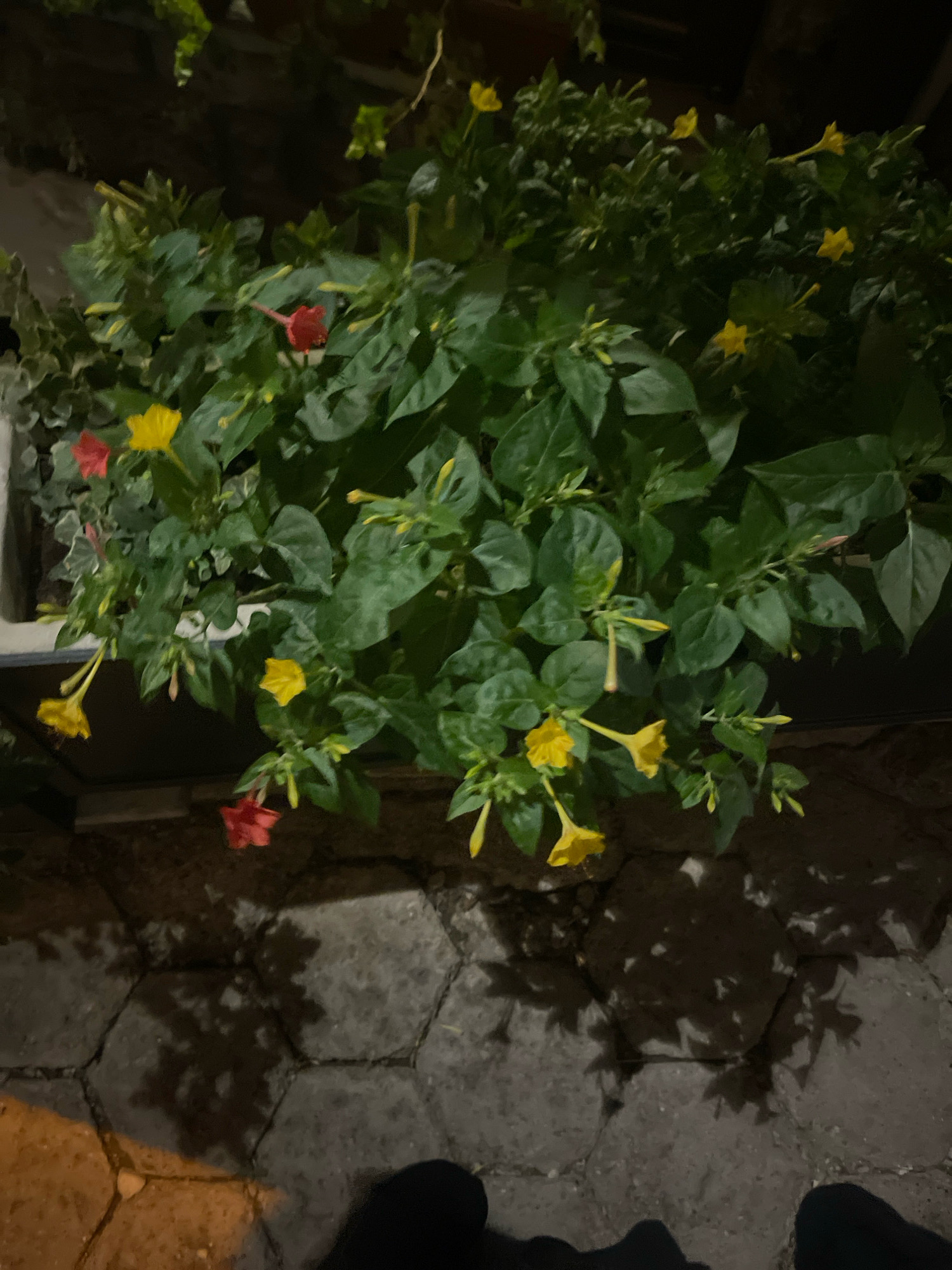A low-angle, nighttime exterior shot captures a cluster of flowering plants, identified as Mirabilis jalapa (Four O'Clocks), planted in a white container. The flowers are a mix of yellow and red, with some buds also visible. The plants are lush and green, with broad leaves. They are positioned above a paved area composed of hexagonal gray stones, which casts a dappled shadow pattern from the foliage and possibly from nearby lights. The lighting is dim, suggesting artificial illumination. At the bottom of the frame, the dark shapes of two pairs of feet are visible, indicating the presence of at least two individuals standing on the pavement. The background is dark and indistinct. The scene is likely set in an outdoor urban or semi-urban environment, possibly a courtyard or patio. This setting is consistent with various locations in Prizren, Kosovo, where such potted plants are common in residential areas and public spaces.