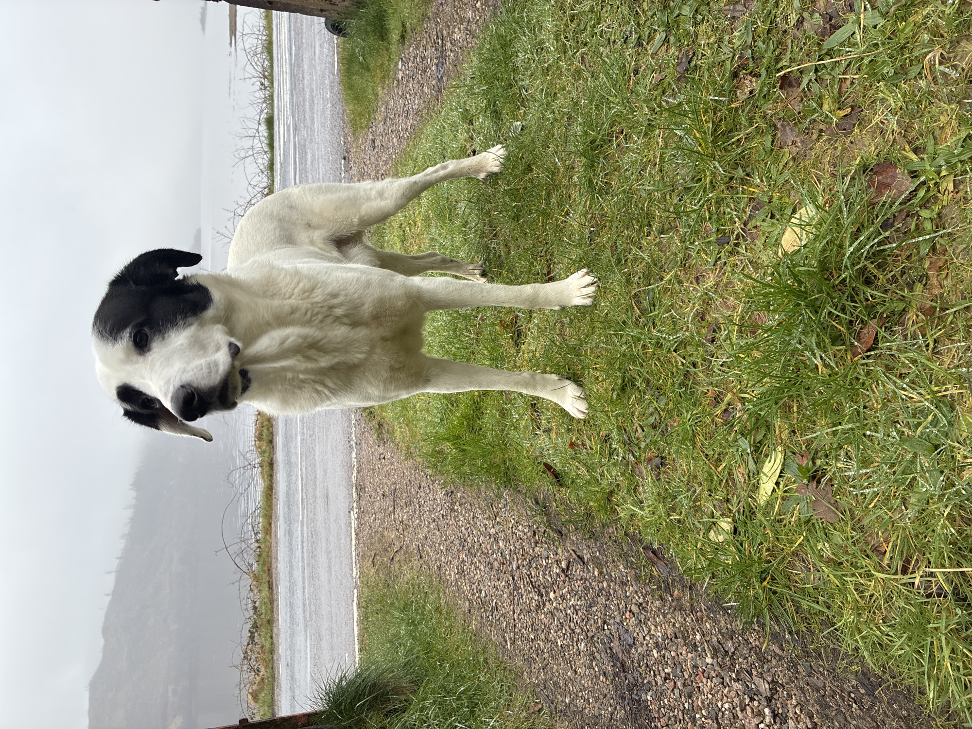 A medium shot depicts a medium-sized dog standing on a grass verge beside a road, taken on an overcast day. The dog is predominantly white with a black patch covering its head and ears. It has a short, downturned tail and is angled slightly towards the viewer. The road runs along the left edge of the image, with a grey asphalt surface. A gravel area lies adjacent to the road. The background features a body of water and a distant, fog-covered mountain range. This image was likely captured in Strontian, United Kingdom, given the visible landscape and weather conditions. The dog is the primary subject, with the surrounding environment serving as context.