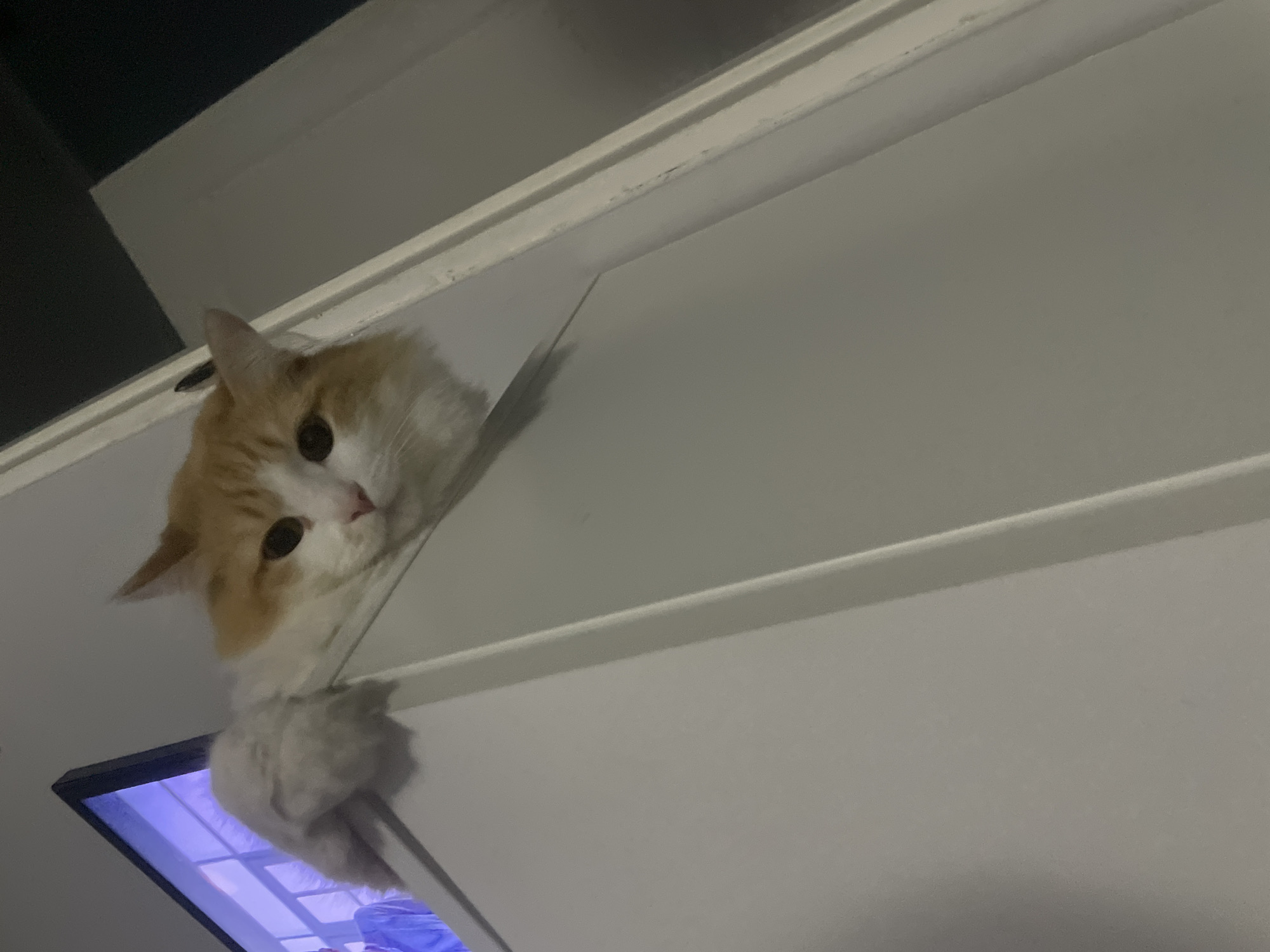 An orange and white cat is captured peeking over the top edge of a white door or partition, looking down directly at the camera. The cat's head is tilted slightly, showcasing its alert, dark eyes and a curious or playful expression. Its fur is a mix of orange-brown patches, particularly on its head and ears, contrasted with white fur on its face and body. One of its front paws is clearly visible, gripping the top edge of the door, as if the cat is holding itself up to look over. Below the cat's paw, a section of what appears to be a window or a screen is visible, emitting a distinctive blue light. The background is composed primarily of the white door and darker, indistinct areas above, suggesting an indoor setting. The lighting appears dim or artificial, indicative of evening or an interior space with low light. No text is visible in the image.