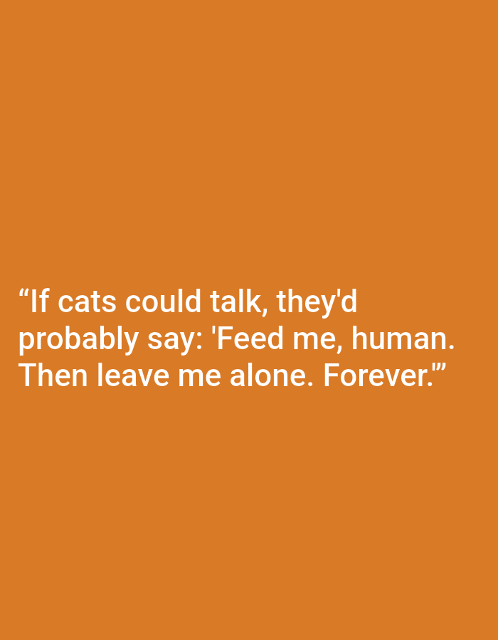 The image contains text overlaid on an orange background. The text reads: "If cats could talk, they'd probably say: 'Feed me, human. Then leave me alone. Forever.'" There is no information in the image or the provided crops that indicates a location in the city of Kępno, Poland.