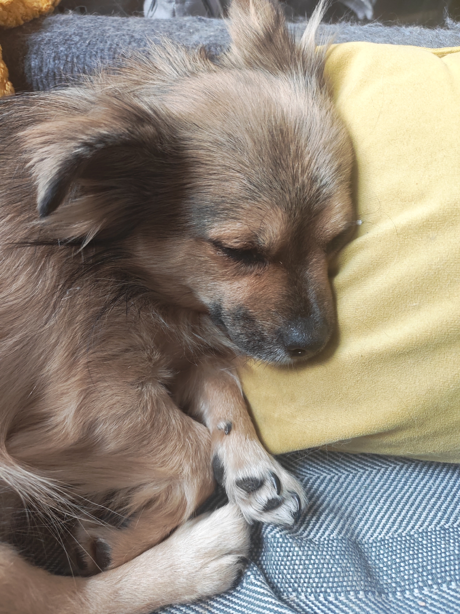 The image shows a close-up of a small, light brown dog sleeping on a couch. The dog is curled up with its head resting on a yellow pillow. Its eyes are closed, and its paws are tucked under its body. The couch appears to be covered in a gray and white striped fabric. The background is blurred, but hints of other soft furnishings suggest an indoor domestic setting. There is no indication of the city of Saint Petersburg, Russia, or any specific location.