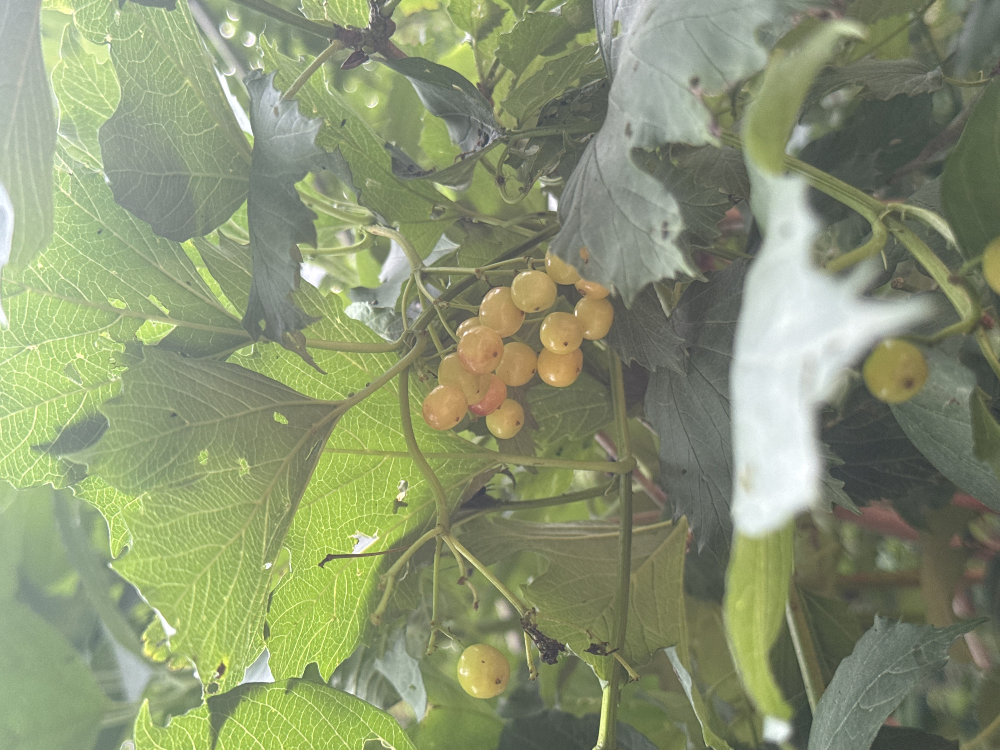 A close-up, medium shot captures a cluster of small, round, light yellow berries hanging from a branch amidst green leaves. The berries are clustered together, with some individual berries visible in the background. The leaves are large and veined, with some appearing slightly wilted or damaged. The lighting suggests an outdoor setting, possibly in a garden or natural environment, with dappled sunlight filtering through the foliage. The focus is sharp on the berries and the immediate leaves, while the background is softly blurred, creating a sense of depth. The image is taken from a slightly low angle, looking up at the berries and leaves.