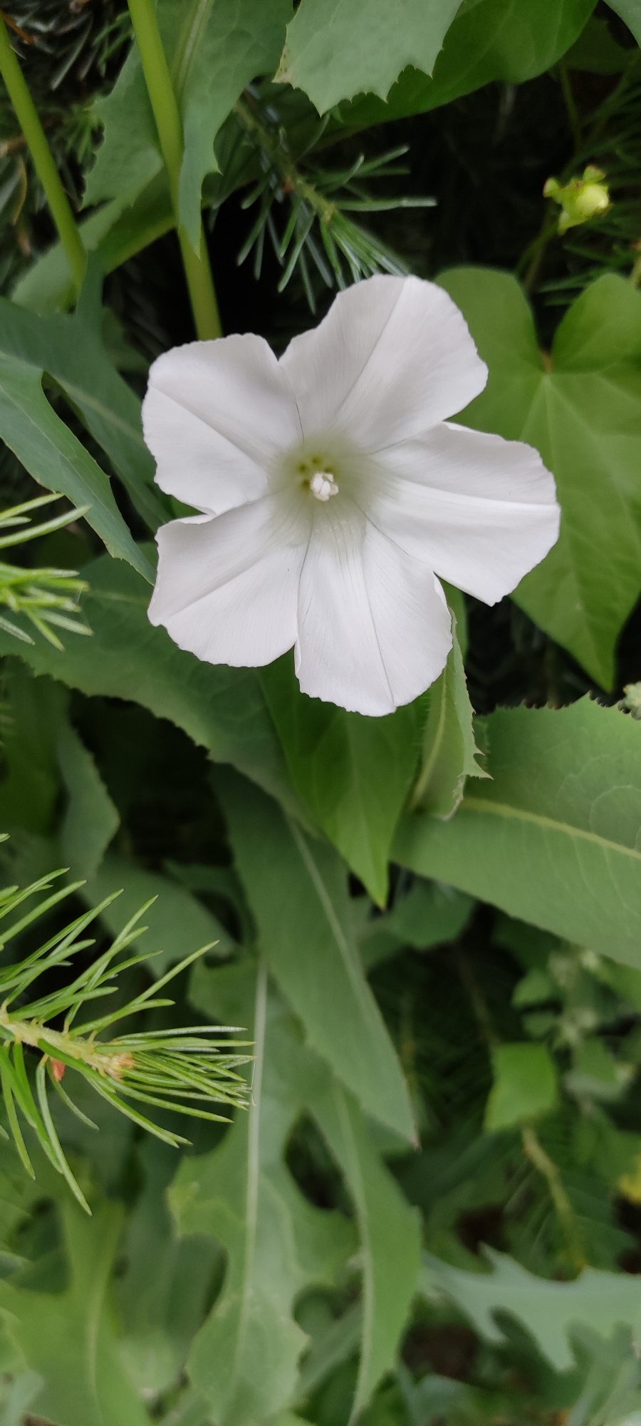 This is a close-up, vertical shot of a single white flower with five petals, set against a backdrop of lush green foliage. The flower is the central subject, with its delicate petals unfurling towards the viewer. The center of the flower reveals a cluster of stamens, tinged with a pale green hue. The background is a complex tapestry of green leaves of various shapes and sizes, interspersed with the needles of a coniferous plant. Some of the leaves have a rough, toothed edge, while others are smoother. The lighting suggests it is daytime, likely overcast, as there are no harsh shadows. The overall impression is one of natural beauty and tranquility, with the flower standing out as a point of delicate elegance amidst the dense greenery. The location context indicates this scene is from Росинка Кп, Russia. No people or text are visible in the image.