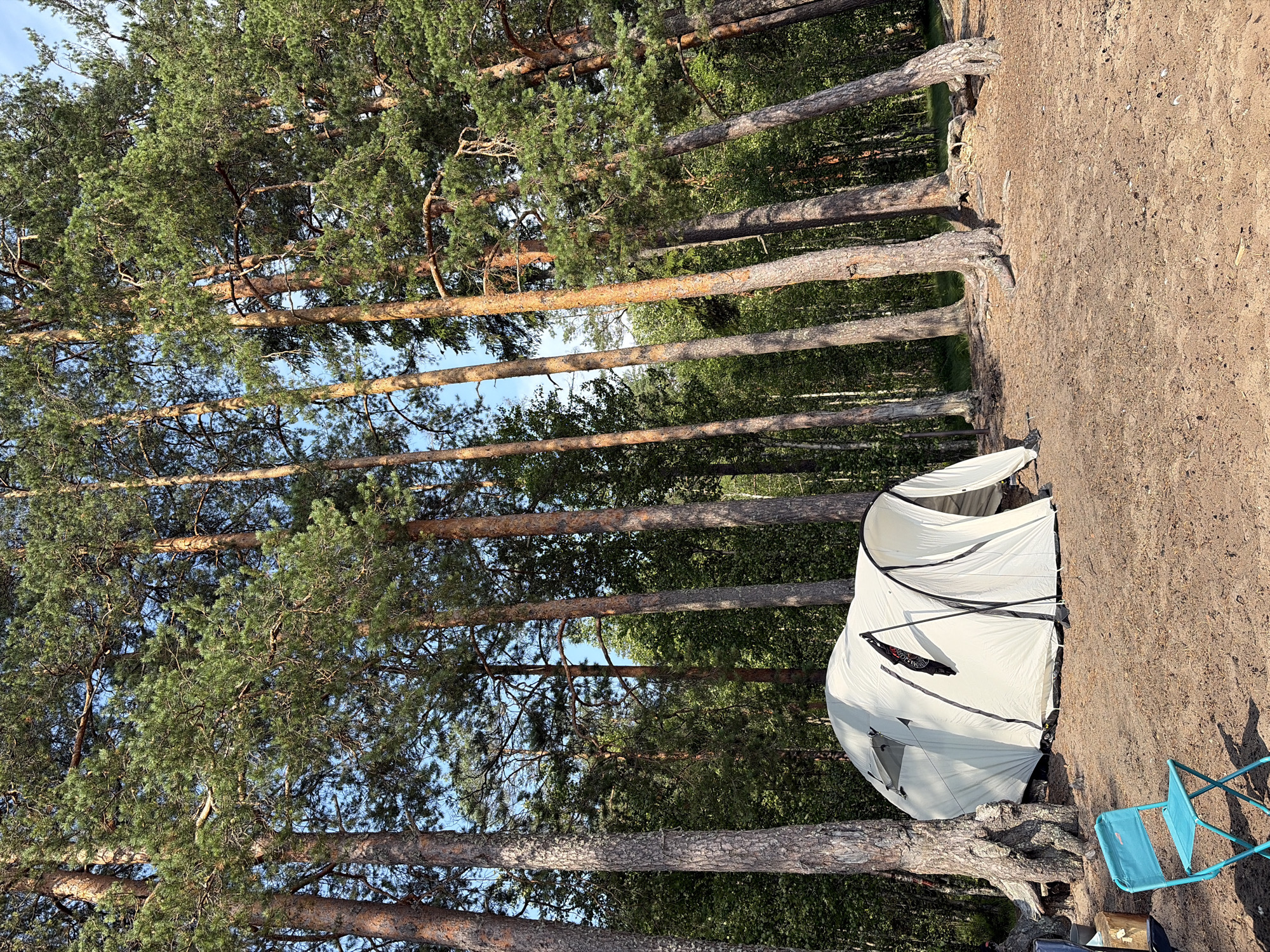 A white tunnel tent is set up in a sandy clearing surrounded by tall pine trees. A bright blue folding chair is positioned in front of the tent. In the background, dense green foliage forms a backdrop to the trees. The scene appears to be a campsite in Vaskelovo, Russia, characterized by its natural, wooded environment.