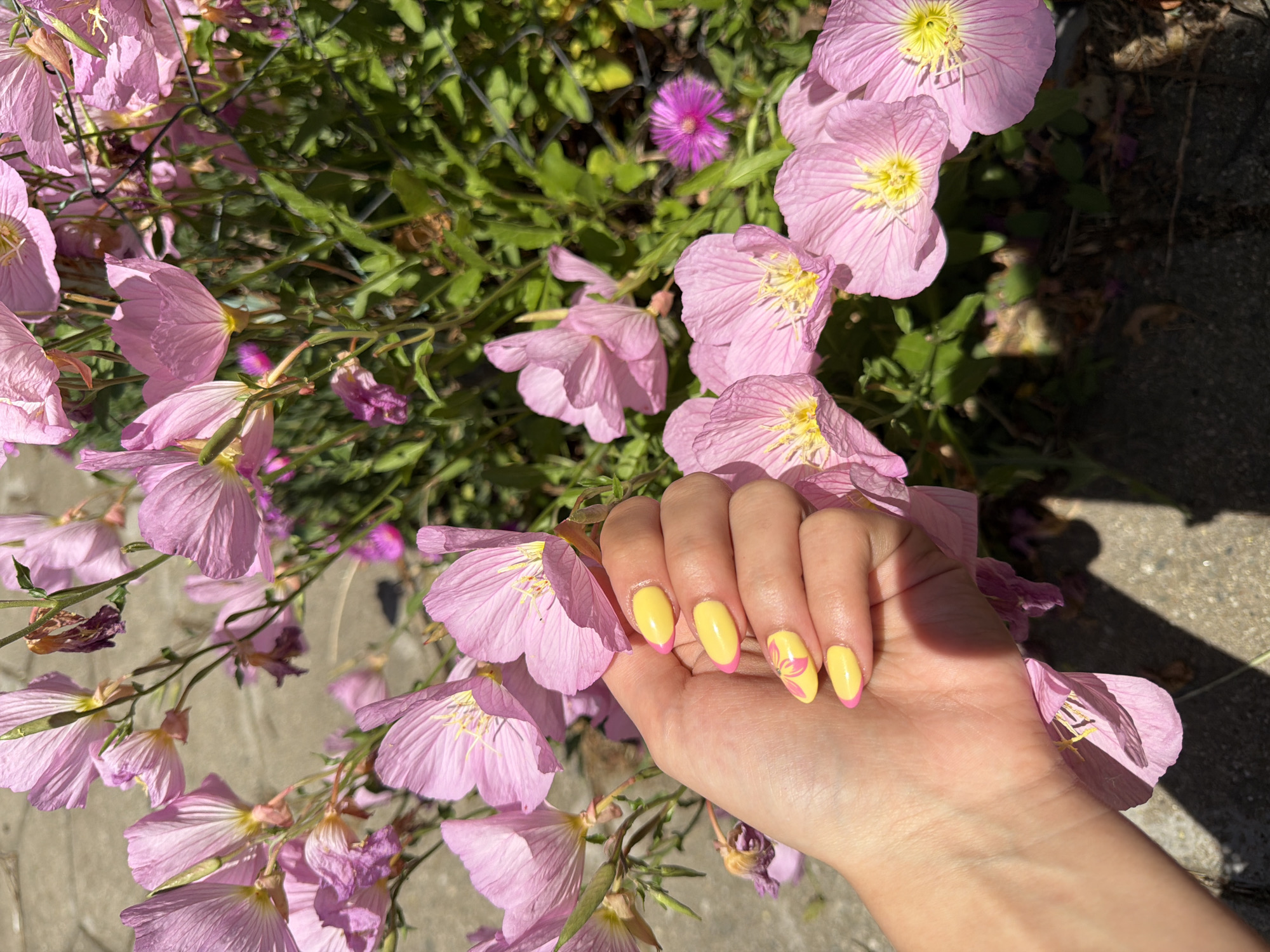 A hand is holding a pink flower. The hand has yellow painted fingernails with pink accents. The background is filled with more pink flowers and green foliage. A wire fence is visible. The location is an outdoor setting, presumably in Blagoevgrad, Bulgaria.