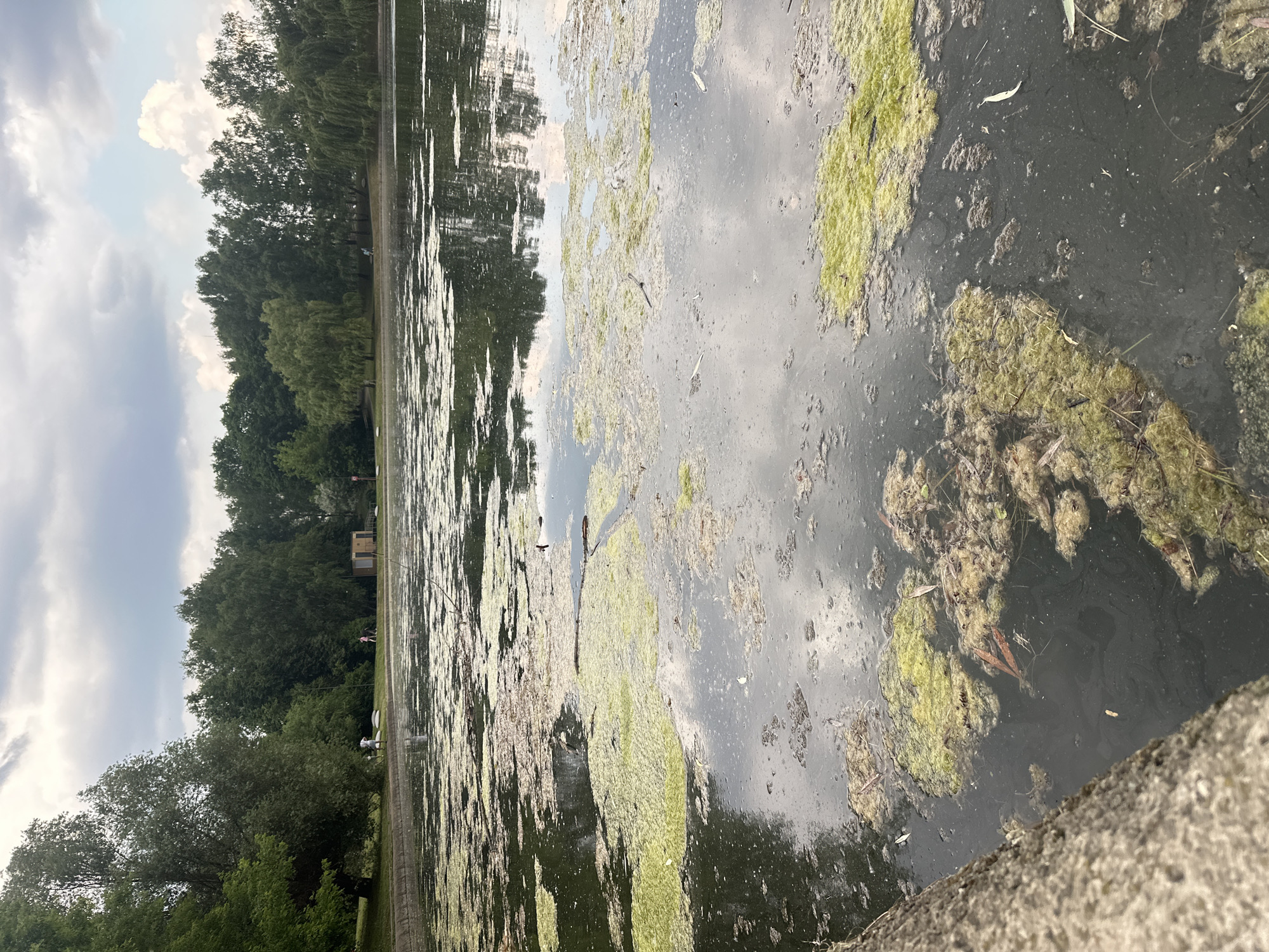 This image depicts a body of water, likely a pond or lake, covered in patches of green algae and organic debris. In the background, a treeline borders the water, with a few scattered structures and indistinct figures that appear to be people walking or standing. The sky is overcast with clouds, reflecting on the water's surface. The foreground shows a concrete embankment. The scene suggests a public park or natural area within the city of Khimki, Russia, possibly during a cloudy day.
