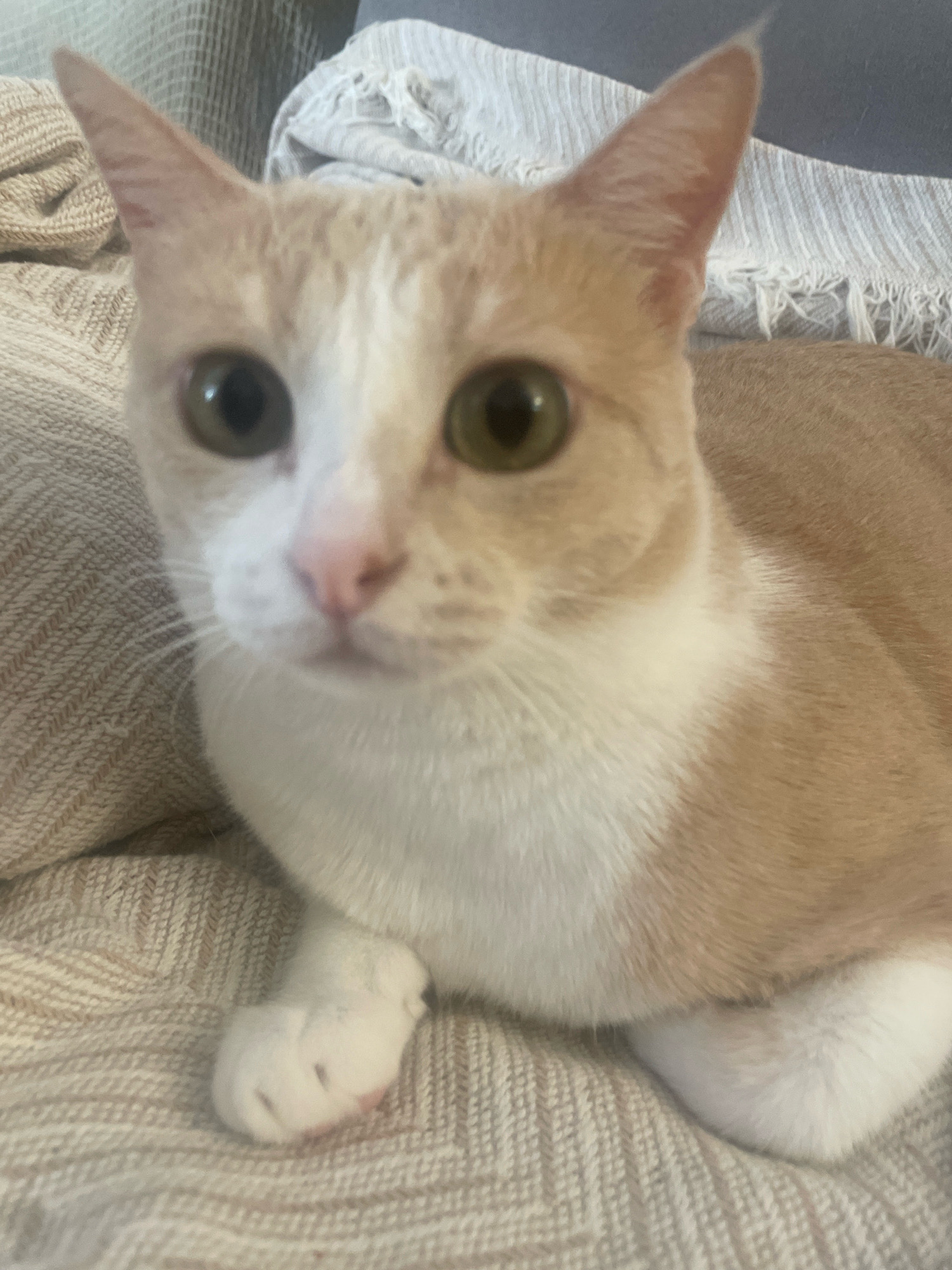 A close-up shot shows a ginger and white cat looking directly at the camera, with its head and upper body filling the frame. The cat has large, green eyes and a pink nose. Its fur is short and appears soft. It is resting on a textured beige blanket, which is draped over what appears to be a couch or chair. The background consists of other soft furnishings in muted tones, possibly blankets or cushions, one of which has a fringe. The lighting is soft and natural, suggesting an indoor setting. There is no indication of the cat's location within the city of Atarfe, Spain.