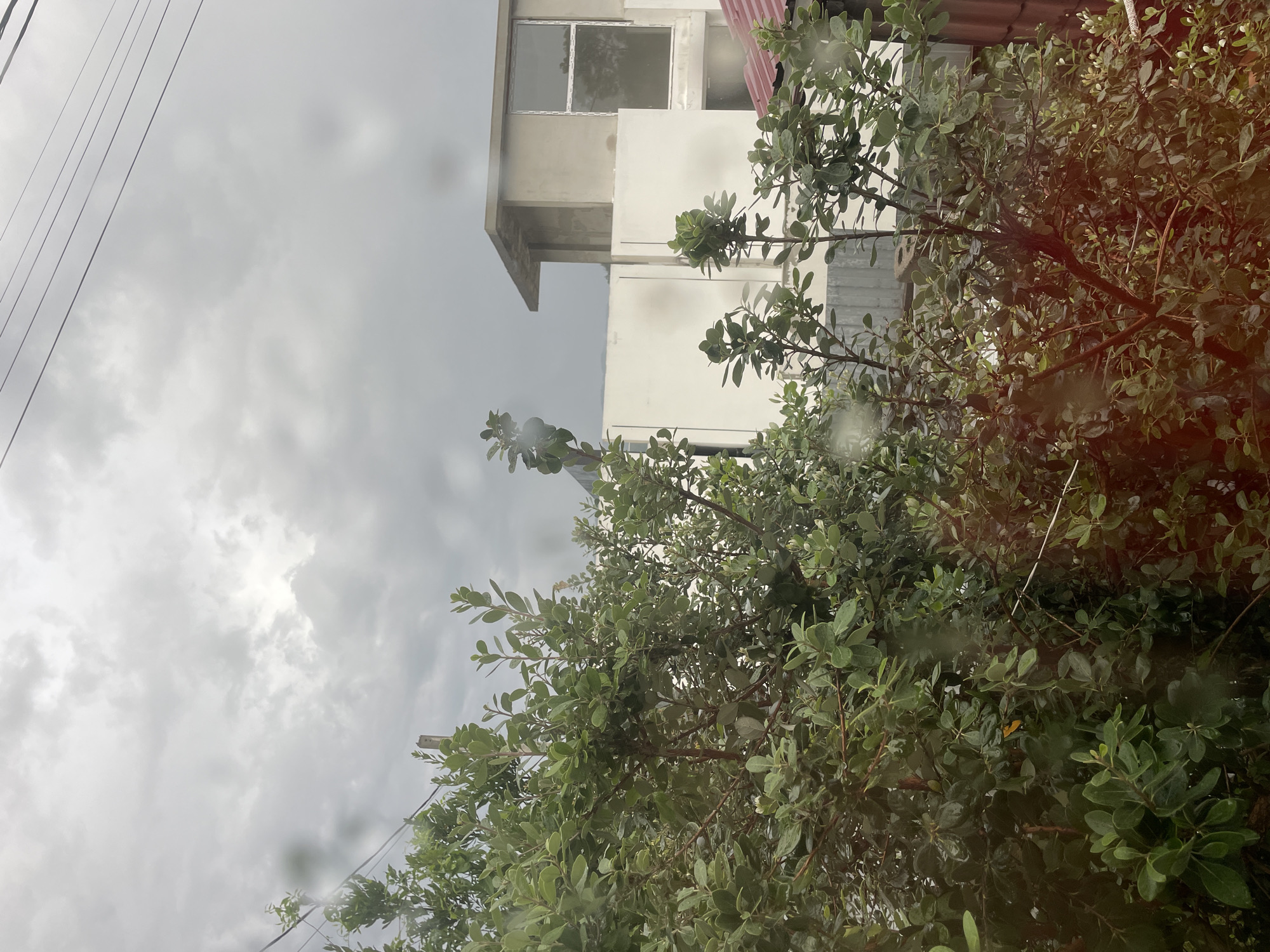The image captures an outdoor scene through a window, likely in Baranovka, Russia, on an overcast day. In the foreground, lush green foliage from a dense shrub dominates the view, with some branches reaching towards the top of the frame. The leaves appear wet, suggesting recent rain or high humidity, with small water droplets visible on some.
Behind the foliage, a partially constructed building is visible. This building has a modern, minimalist design with concrete walls and a flat roof. One section of the building features a large, square window with white framing. Adjacent to this structure, there are white walls, possibly part of the same construction project, and a glimpse of a red-tiled roof on a lower structure to the right. A grey corrugated metal fence is also partially visible behind some of the greenery.
Overhead, a grey, cloudy sky fills the upper portion of the image. Several dark power lines crisscross the sky, a common sight in urban or suburban environments. The overall impression is one of a moderately humid or rainy day in a location that appears to be undergoing construction, with nature in the form of dense shrubbery in the immediate foreground. There are no people or animals visible in the scene.