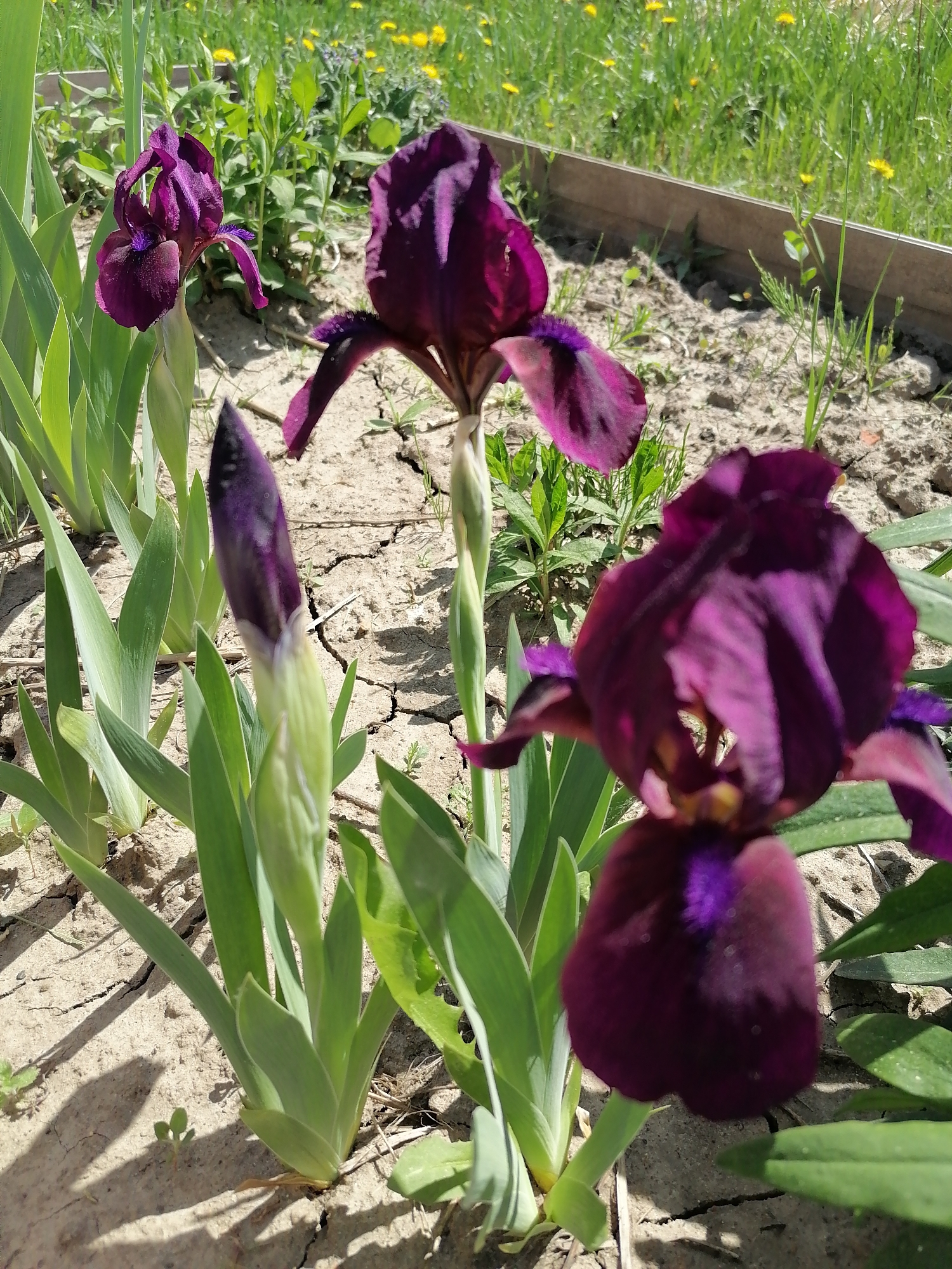 The image shows a close-up view of several dark purple iris flowers growing in a garden. The soil is dry and cracked. A wooden border is visible in the background, with grass and small yellow flowers beyond it. There are no people visible.