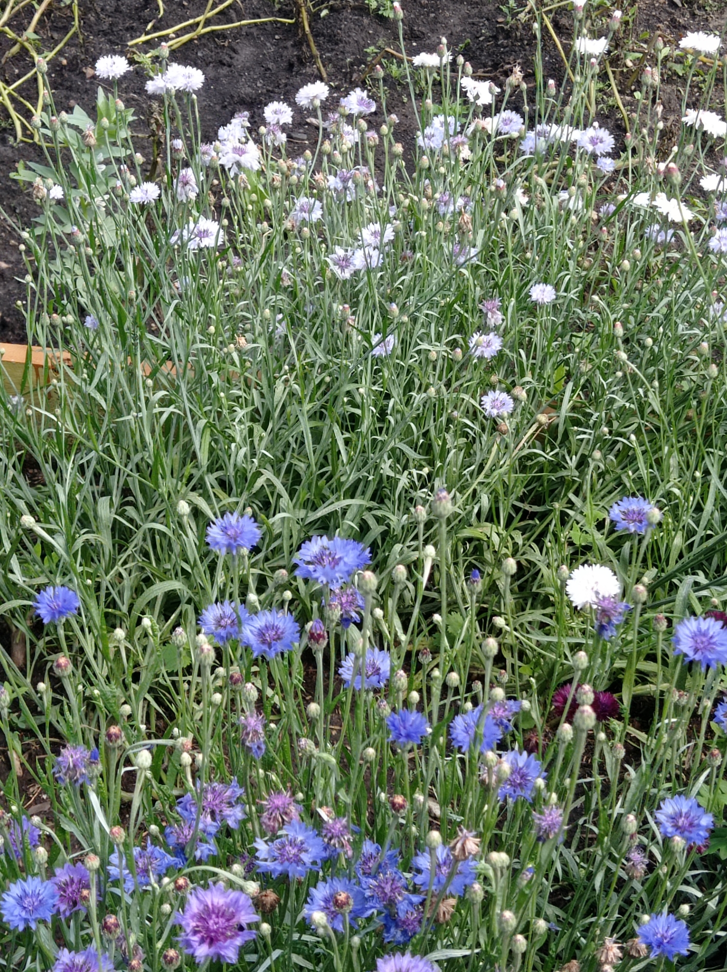 This is an eye-level, medium shot of a dense patch of cornflowers (Centaurea cyanus) with a variety of colors, including blue, white, and purple. The flowers are blooming in a natural setting with rich, dark soil visible in the background, suggesting an outdoor garden or naturalized area. Thin, green stalks and buds are prevalent, indicating a lush and vibrant display of the flowers. The lighting suggests it is daytime. This scene could be located in a garden in the city of Degtyarsk, Russia, given the floral subject matter and the context of the prompt. There are no people, animals, or specific actions depicted.