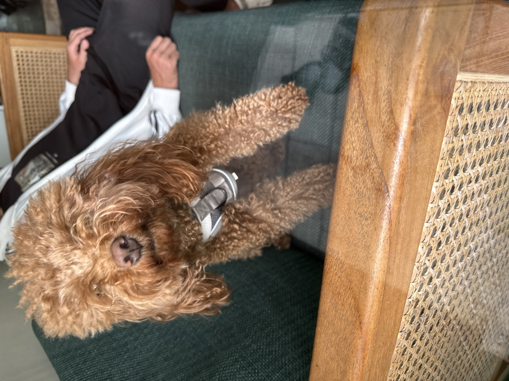 A medium-sized, curly-haired, brown poodle lies on a dark green, textured couch. A person, wearing black pants and a white tracksuit jacket, is sitting nearby. The dog is wearing a gray and white harness. The scene includes a light wood chair with a woven rattan back and side panel. The location appears to be a residence in the Ubud District, Indonesia, based on the style of the furniture.
