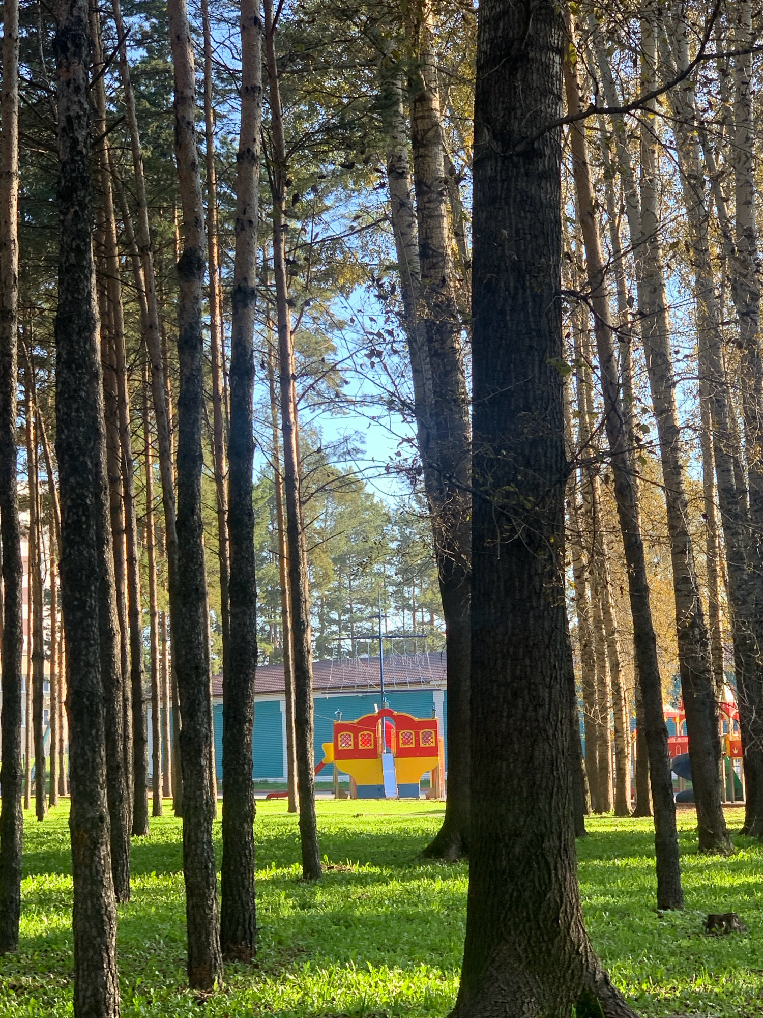 The image depicts a sun-dappled forest with a playground visible in the background. Tall, slender trees with visible bark textures dominate the foreground and midground, casting shadows on the lush green grass. The playground structure, partially obscured by trees, features bright yellow and red elements. In the distance, a building with a light blue facade and a brown roof is visible, alongside other trees. The sky is a clear blue. Based on the information provided, this scene is located in the city of Prokopyevsk, Russia. There are no people or animals present in the image.