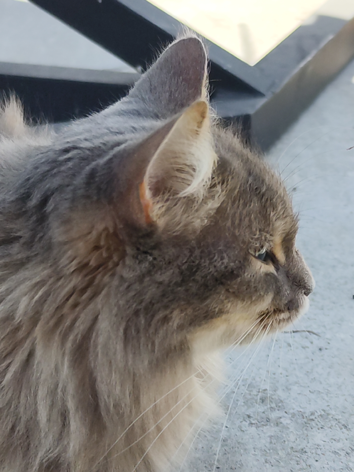 The image is a close-up, side-profile view of a gray cat. The cat is outdoors. The background includes a light-colored, textured surface and part of a black, angular structure. The cat's fur is long and appears to have multiple shades of gray. The cat's eye is visible, and its whiskers are long and white. No people are visible. The image is most likely taken during the day and outside of a residential building. The location is not possible to confirm from the image, but the location is claimed to be in Chaikovsky, Russia.