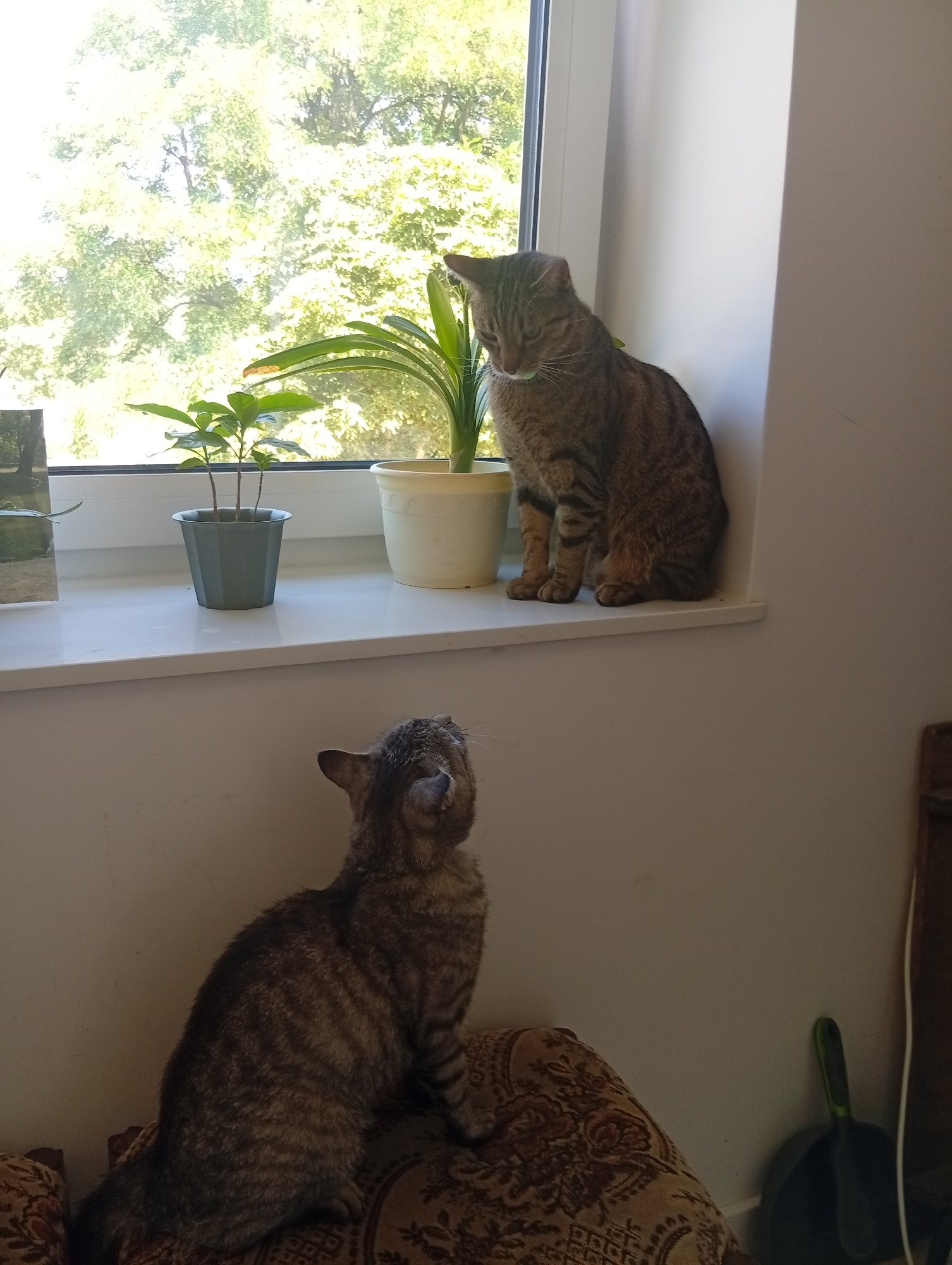 Two tabby cats are depicted in an indoor setting, likely an apartment. The cat in the foreground is seated on a patterned cushion, looking upwards with its tongue slightly extended. The second cat is perched on a windowsill to the left, also appearing to look downwards. The windowsill is adorned with several potted plants, with a window in the background showcasing lush green foliage, indicative of trees. The lighting suggests it is daytime. The scene does not provide any identifiable landmarks or specific details that would allow for precise location pinpointing within the city of Wrocław, Poland.