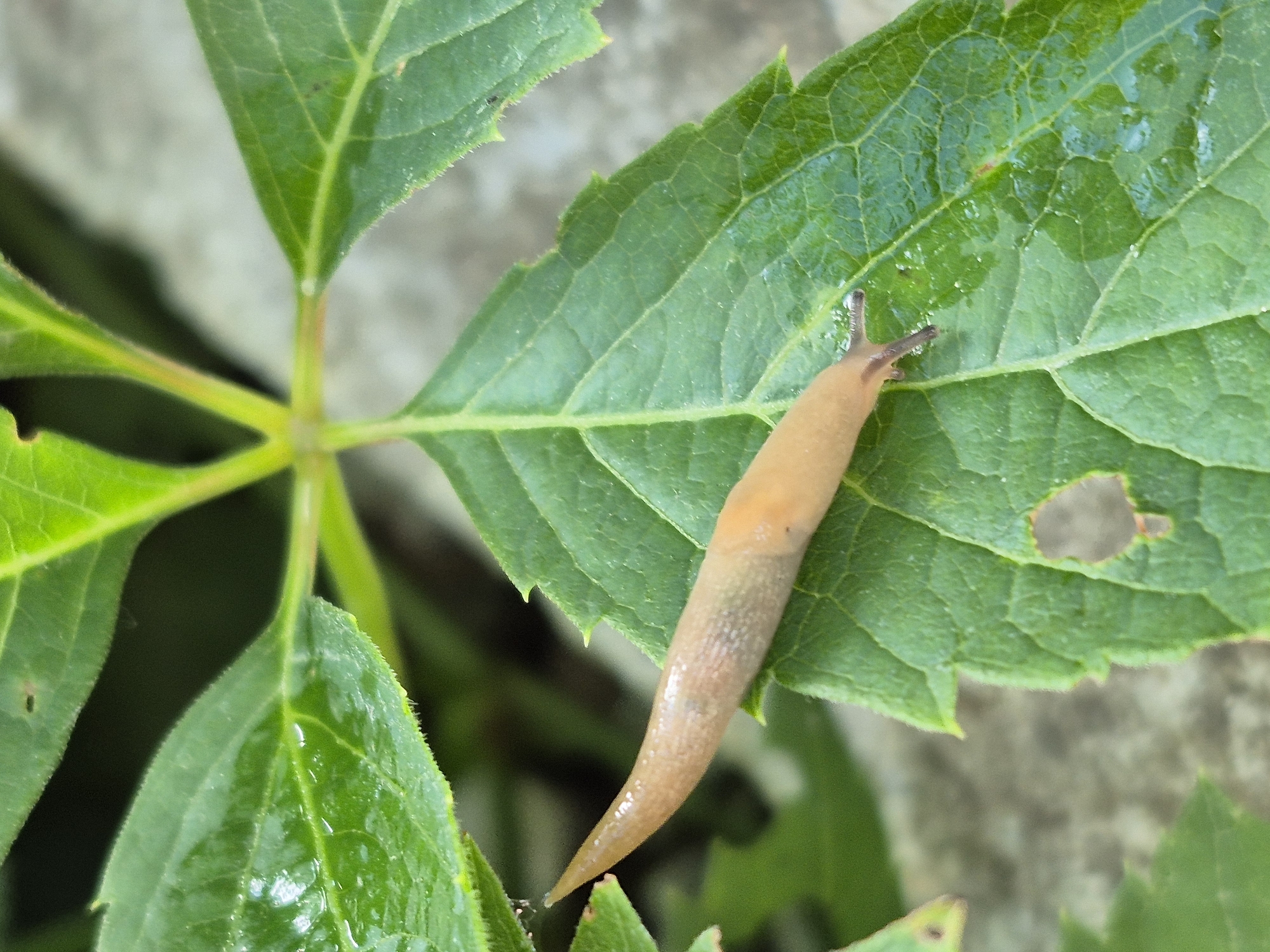 A tan-colored slug is positioned diagonally on a large, green leaf. The slug's body is elongated and tapers to a point at the head, with two dark tentacles extended forward. The leaf has visible veins and a serrated edge. Several other green leaves are blurred in the background, along with a gray, rocky surface. The scene appears to be outdoors, likely in a garden or natural setting, though no specific city or location details can be determined from the image.