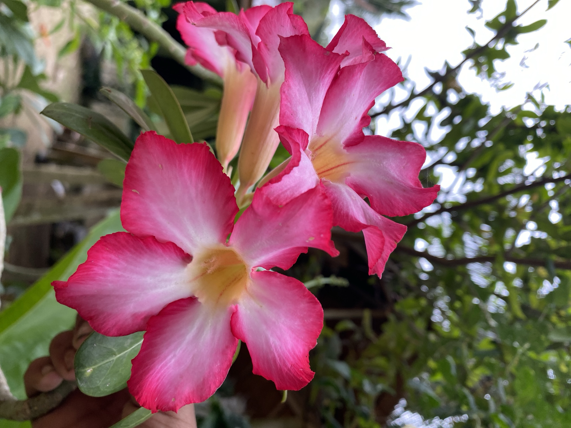 The image shows a close-up of pink and white Adenium flowers, likely in Palohpanyang, Indonesia. The flowers are in bloom, with a distinct pink edge on their petals, which fade to white towards the center, and a yellow center. The foreground shows a couple of blooms, while others are visible in the background. Green foliage is seen around the flowers. The background contains blurry images of trees and branches.