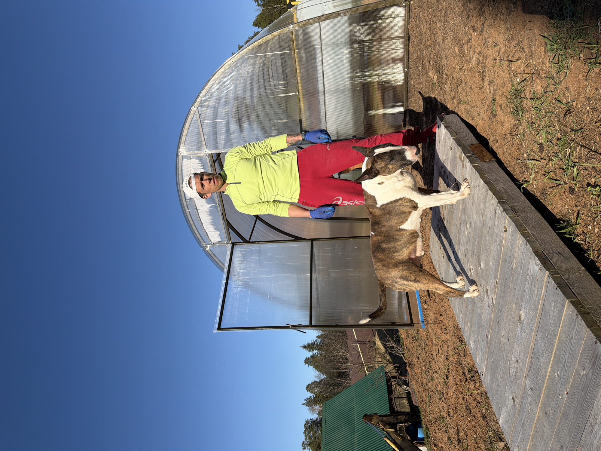 A man stands beside an open greenhouse door on a wooden walkway with his bull terrier-type dog. The man is wearing a light green long-sleeved shirt, red running pants with "Asics" on the leg, blue gloves, and a white cap. The dog has a brindle and white coat. The greenhouse is made of translucent plastic panels. Beyond the walkway is an area of dirt with sparse grass. The sky is clear and blue. In the distance, a green roof and bare trees are visible. The image was taken in Chaikovsky, Russia.
