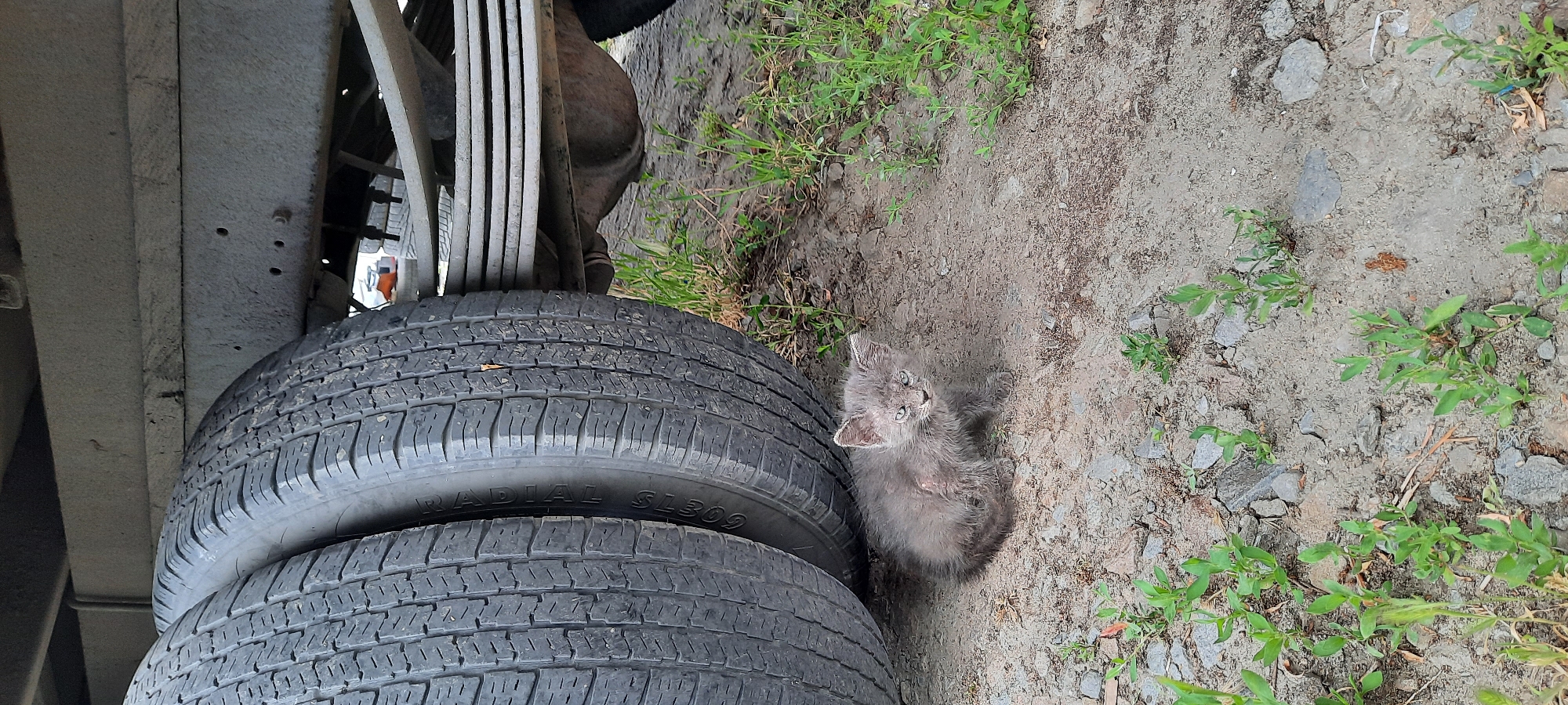 A small, gray, scruffy kitten is pictured sitting on the ground under the rear wheels of a large vehicle, possibly a truck, in Shakhty City District, Russia. The kitten is facing the camera with its eyes open, appearing somewhat disheveled. The ground is a mixture of dirt, gravel, and sparse green weeds. The tires of the vehicle are large and black, with visible tread patterns. The undercarriage of the vehicle, including leaf springs, is also visible above and behind the kitten. The overall scene suggests an outdoor, possibly industrial or roadside, environment.