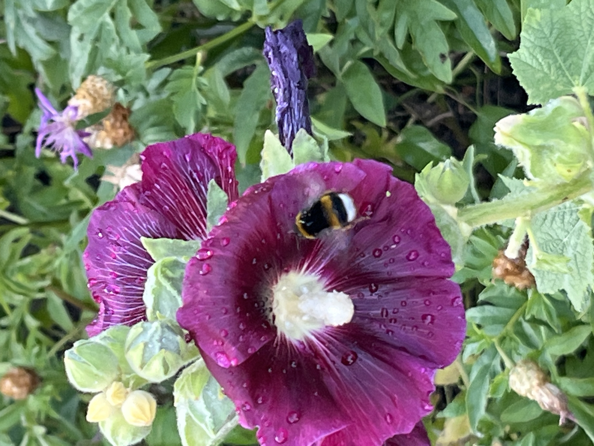 A close-up shot captures a bee on a vibrant purple hollyhock flower. The flower's petals are adorned with numerous water droplets, suggesting recent rain or dew. The bee, with its distinctive black and yellow stripes, is positioned towards the center of the bloom, its body slightly obscured by the flower's pistil and stamens.
The background is filled with lush green foliage, creating a natural garden setting. To the left of the hollyhock, a delicate purple wildflower with spiky petals is visible, also with water droplets. In the upper center of the image, a dried, dark purple stem or flower bud stands out against the green leaves.
The overall impression is one of a peaceful moment in nature, likely occurring during the day with overcast or humid weather given the presence of water on the petals. The colors are rich and saturated, highlighting the beauty of the flora and the industrious bee. The location context is Dnipro, Ukraine. There is no visible text in the image.