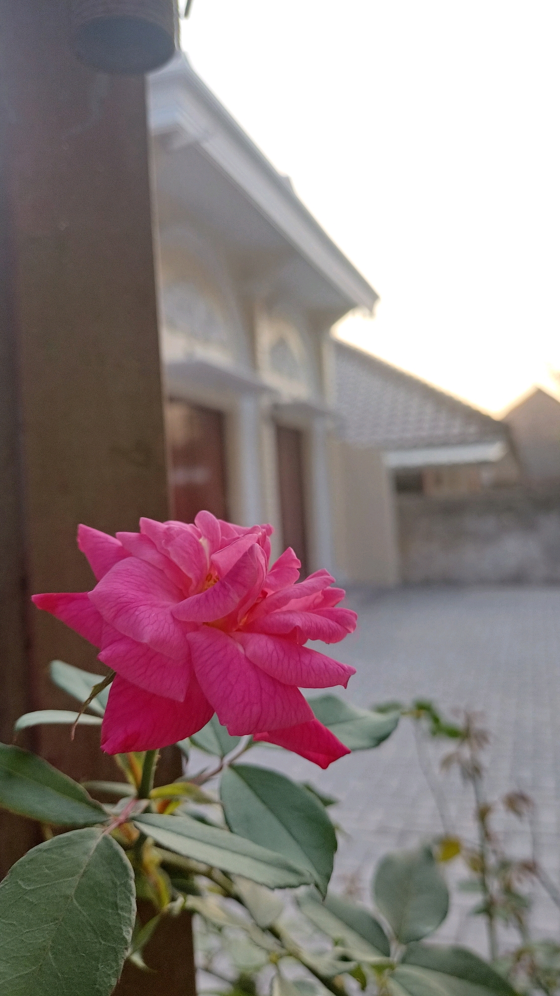 A close-up, eye-level shot features a vibrant pink rose in the foreground, its petals unfurling. The rose is positioned to the left of the frame, with its leaves and stem visible. In the background, a building with a tiled roof and arched doorways suggests an urban or suburban setting in Jampirejo, Indonesia. The sky is bright, indicating daytime. The focus is sharp on the flower, with the background softly blurred.