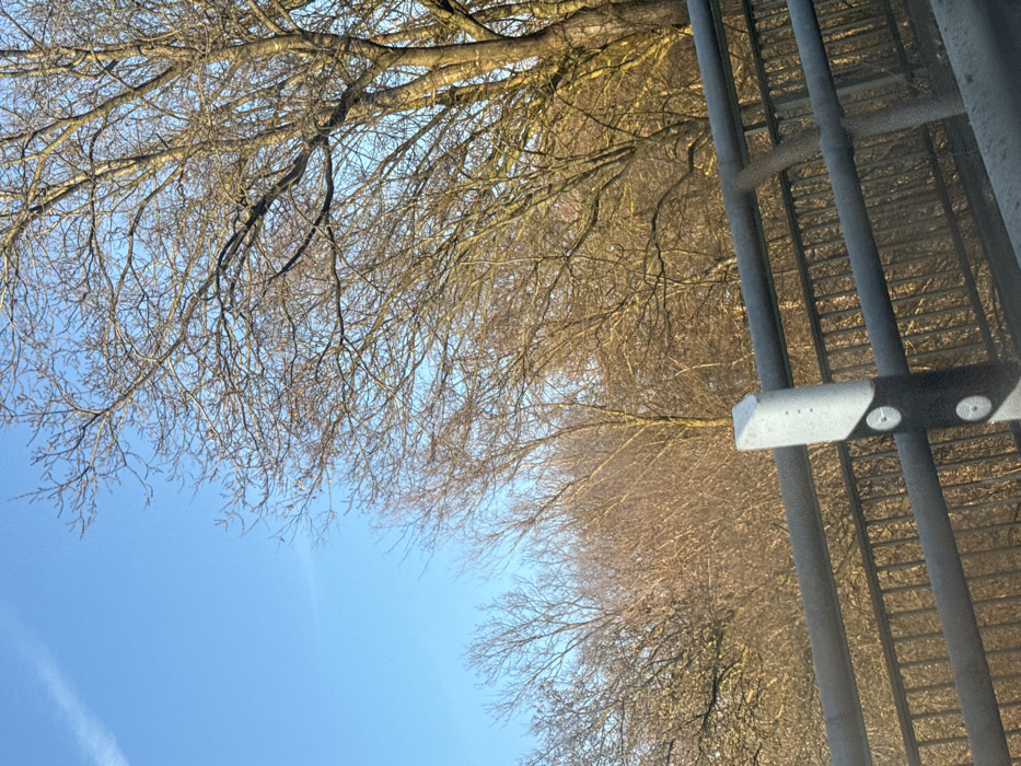 A low-angle shot features bare trees against a clear blue sky. Delicate branches intertwine in the upper left, contrasting with the stark blue. Other trees, further away, create a horizon line. A gray metal structure with vertical bars and horizontal steps partially obstructs the view on the right. The image is rotated counter-clockwise, creating a slightly disorienting perspective.