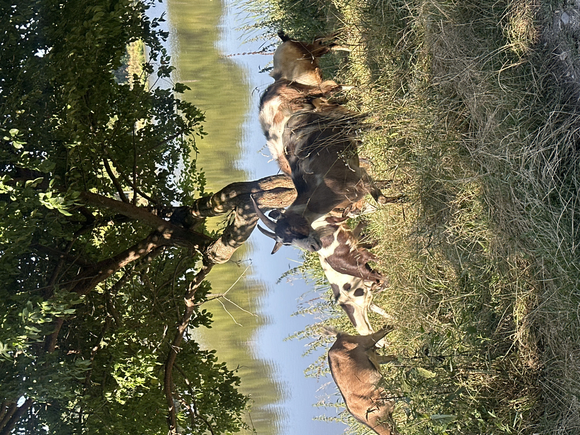 In Makiv, Ukraine, a herd of goats grazes near the bank of a body of water, likely a river or lake, shaded by a large tree. The goats, varying in color from brown to spotted white and brown, are positioned on a grassy incline. Sunlight filters through the tree's leaves, casting dappled shadows on the ground. The water reflects the surrounding greenery and sky. The scene depicts a peaceful, rural setting.
