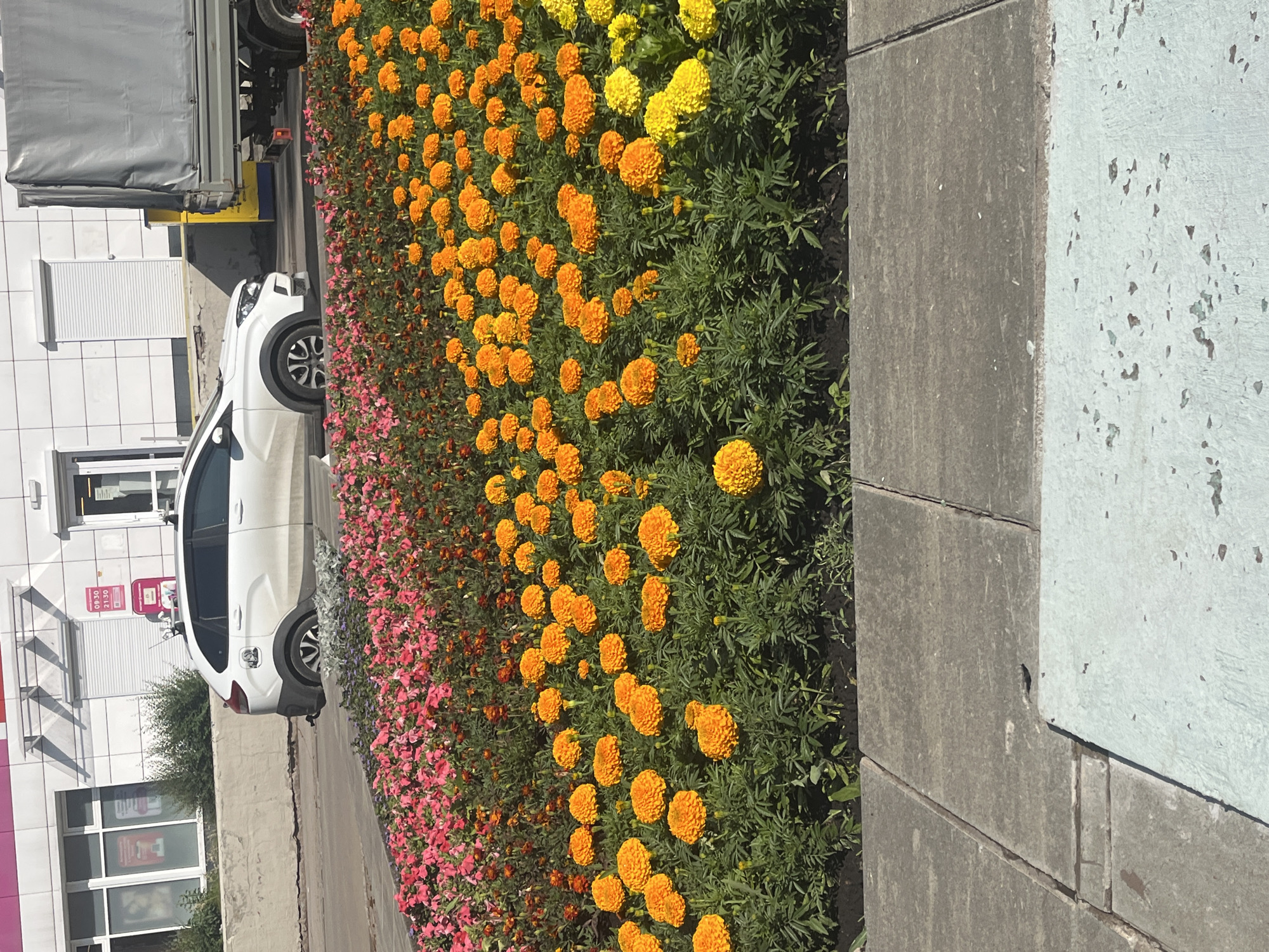 A white, compact SUV is parked on a street in front of a building with a white facade and large windows. A large truck with a grey tarp-covered trailer is parked behind the SUV. In the foreground, there is a flower bed filled with bright orange and pink flowers, with a sidewalk made of grey paving stones in front of it. The sky is clear and the scene is illuminated by sunlight.