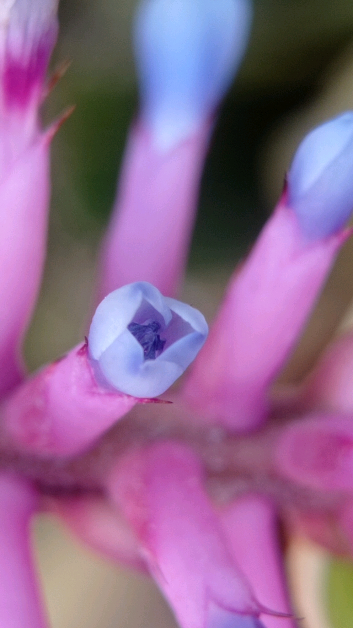 The image is a close-up, vertical shot of a pink and blue flower. The flower has tubular petals that are primarily pink, with the tips of some petals appearing a light blue. One bloom in the center is fully visible, showing a delicate blue, almost heart-shaped structure with dark purple inside, possibly stamens or pistils. The background is blurred, suggesting a shallow depth of field, with hints of green and darker tones. There are no people, animals, or man-made objects visible in the frame, making it a purely botanical subject. The location is identified as Batu, Indonesia, a city known for its cool climate and horticultural attractions.
