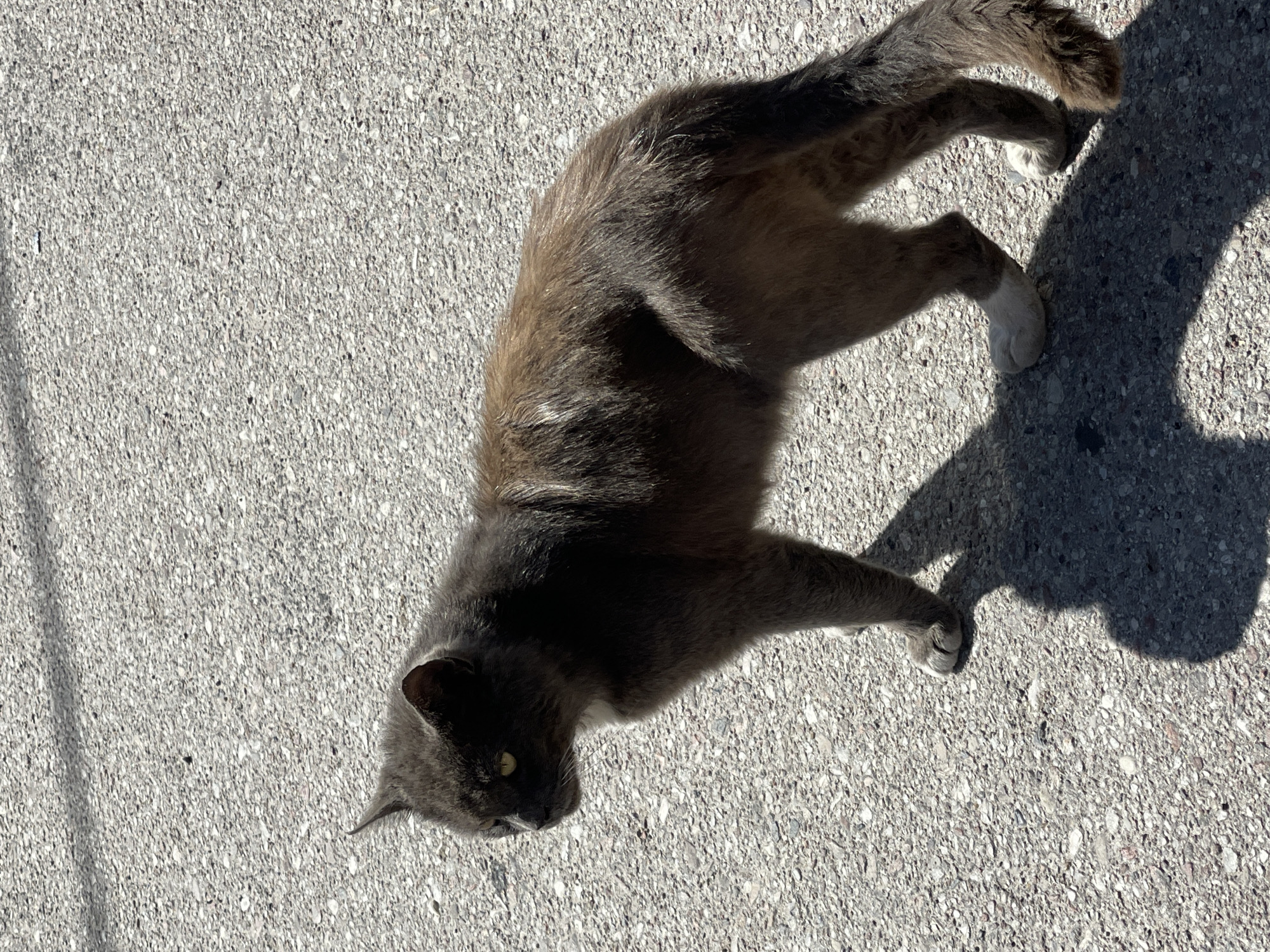 A gray cat is lying on a gray asphalt surface. The cat is facing to the left of the frame, with its head slightly tilted upwards. Its eyes are yellow and its mouth is slightly open, revealing its teeth. The cat's fur appears to be a mix of gray and brown tones, and it has white markings on its paws. The asphalt surface has a textured appearance, with small pebbles visible throughout. A shadow of the cat, along with an unidentified object, is cast on the asphalt to the right of the cat, indicating that the sun is shining from the left. The lighting suggests it is daytime. No text is visible in the image. The setting appears to be outdoors.