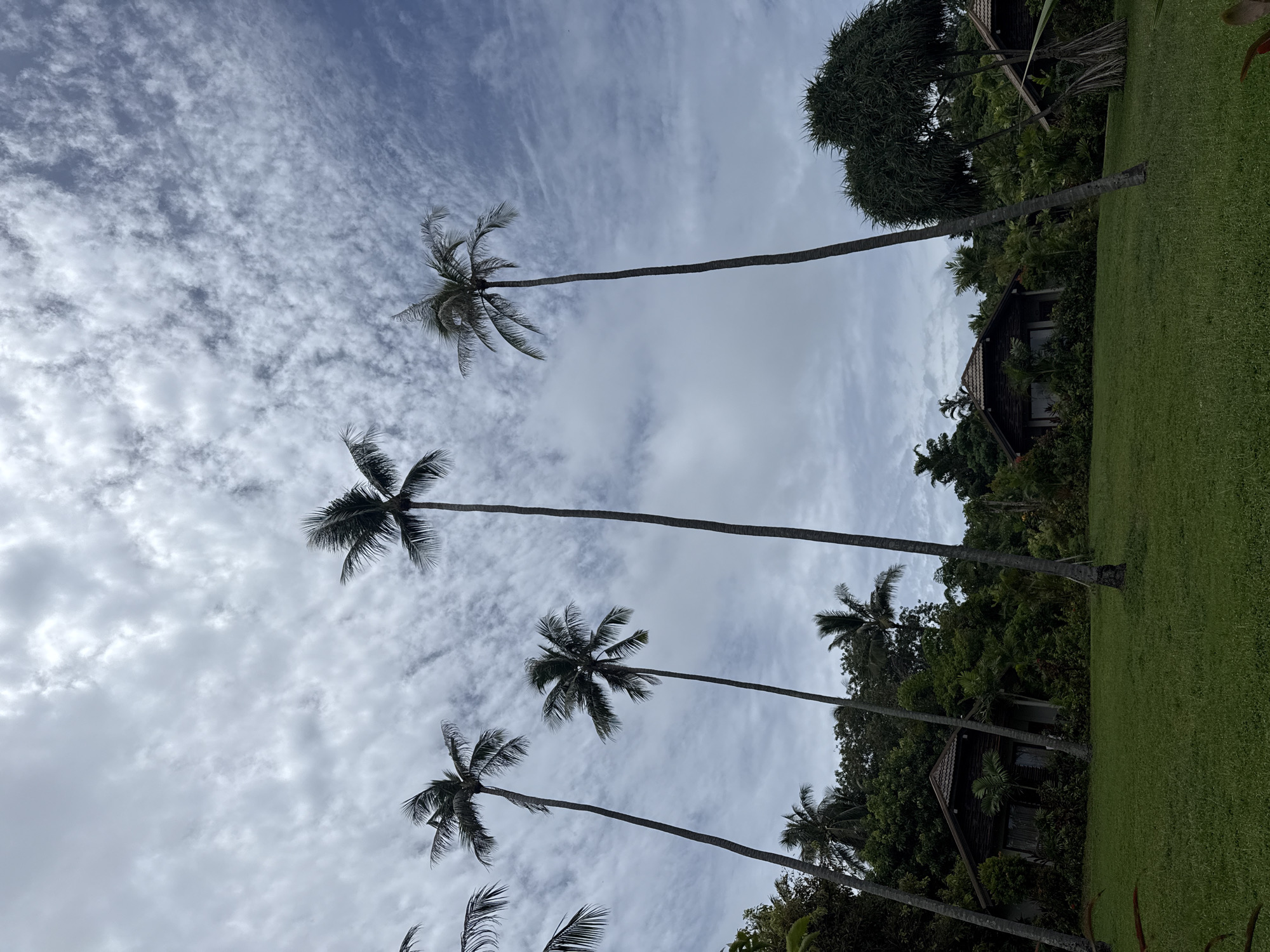 The image depicts a lush, tropical environment with a focus on tall palm trees set against a cloudy sky. In the foreground, a well-maintained green lawn leads towards several small, wooden bungalows nestled amongst dense tropical foliage. The bungalows have dark wood exteriors and tiled roofs, suggesting a resort or private villa setting. The palm trees, some of which are very tall and slender, dominate the middle ground and background, with their fronds reaching towards the sky. The overall impression is one of a tranquil, secluded natural setting, typical of a tropical destination. While the image does not explicitly show Karon, Thailand, the scene is consistent with the visual characteristics of the region, which is known for its tropical beauty and resorts. There are no people or animals visible in the frame.