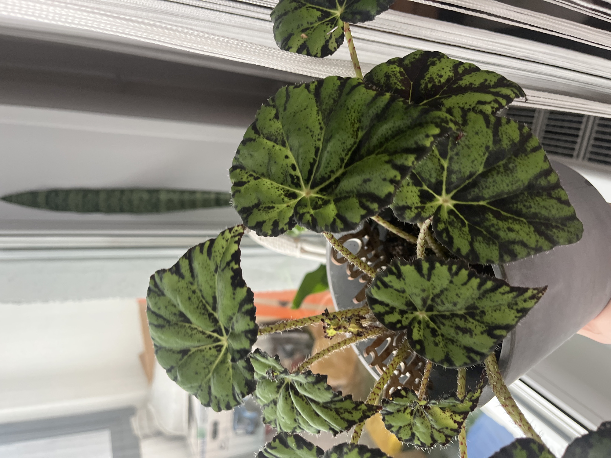 A vibrant houseplant, likely a Begonia, is the central subject, filling most of the frame. Its large, textured leaves exhibit a striking pattern of bright green interspersed with irregular, dark green to black bands and speckles. The leaves and reddish-brown stems appear to have a fine, hairy or bristly texture, particularly noticeable along the edges and on the stems. The plant is housed in a simple gray pot, visible on the right side of the image.
In the soft-focus background, behind the main plant, a long, slender, variegated green leaf from another plant, possibly a Sansevieria Cylindrica, is visible horizontally. The setting appears to be indoors, with white venetian blinds partially obscuring a window, suggesting natural daylight is entering the room. The lighting indicates it is daytime. No specific activity or event is taking place, and no people are visible. There is no discernible text within the image.