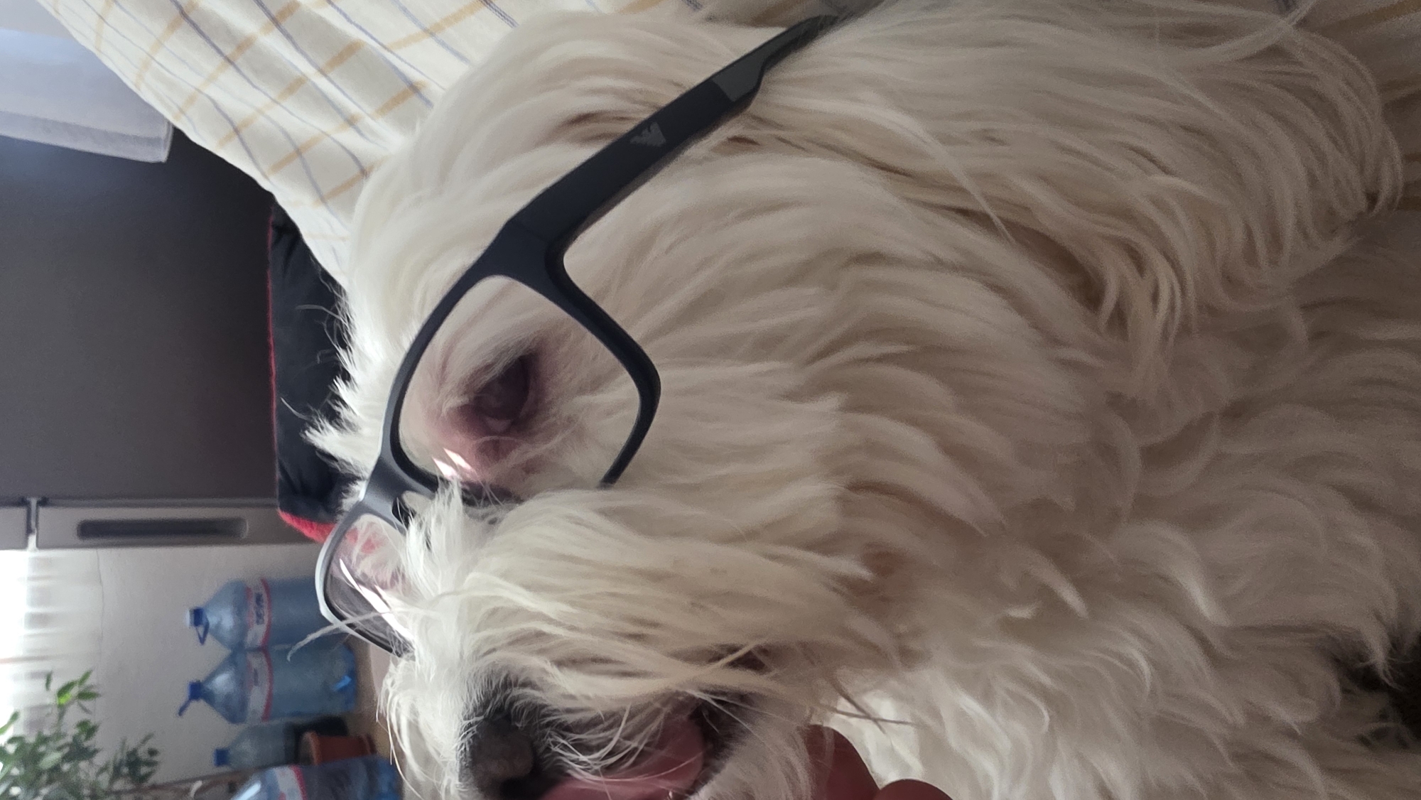 A medium close-up, eye-level shot depicts a fluffy, white, small-breed dog with black-framed glasses askew on its face. The dog's mouth is slightly open, revealing its tongue. The background shows a room interior. A white and yellow plaid sheet covers a portion of a dark-colored surface. Plastic water bottles are on a shelf near the bottom left corner. The scene location is indeterminate. There is no evidence the location is Blagoevgrad, Bulgaria. A hand appears in the bottom right corner, possibly touching the dog.
