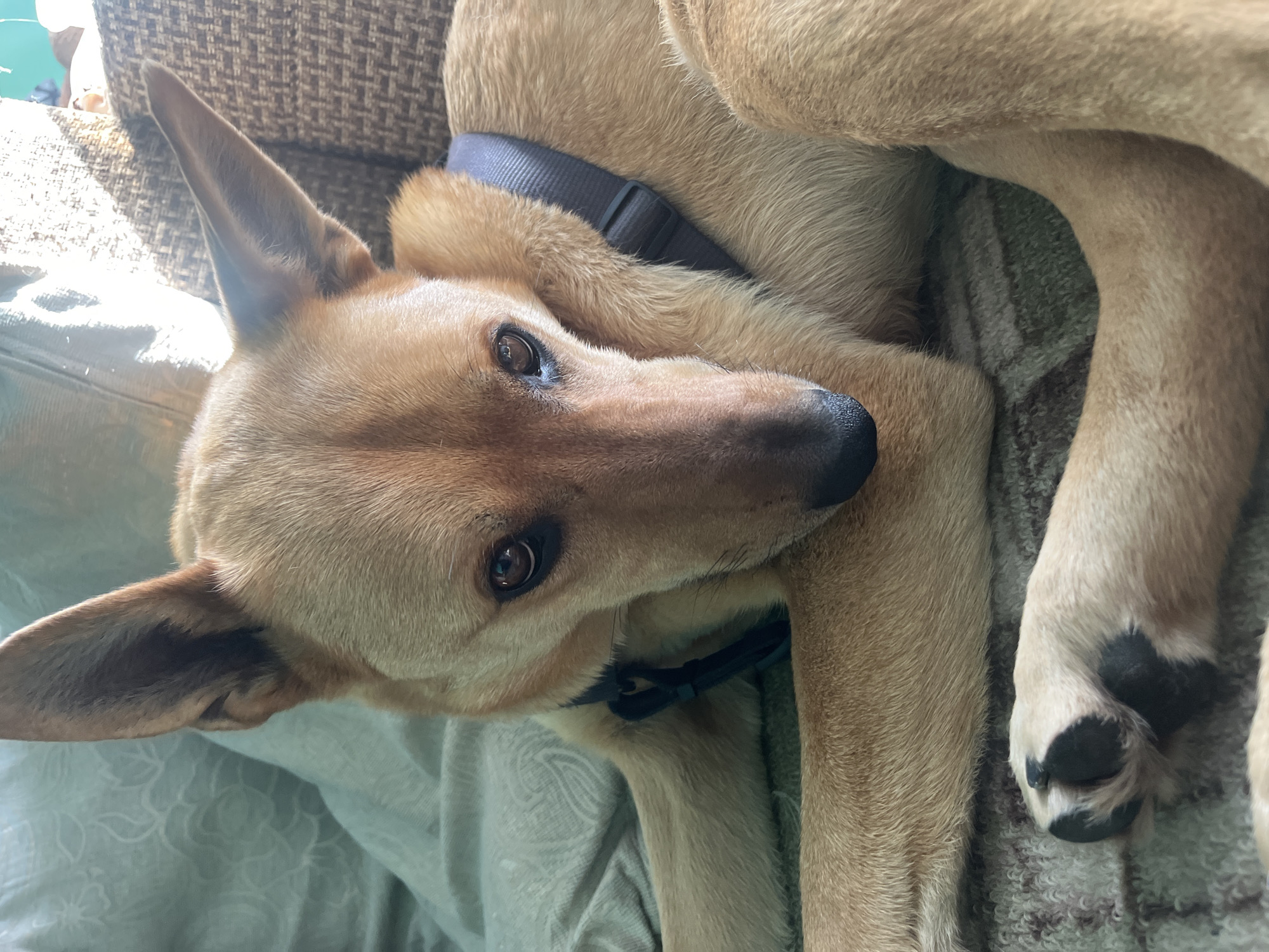 A light brown dog with erect ears and a black collar lies on a patterned blanket. The dog's head is oriented to the left, with its eyes open and facing the viewer. A front paw with black pads is visible near the bottom right of the frame. The dog appears to be resting on a sofa, as part of the armrest is visible in the upper left corner.
There is no indication of the location being Nizhny Tagil, Russia.