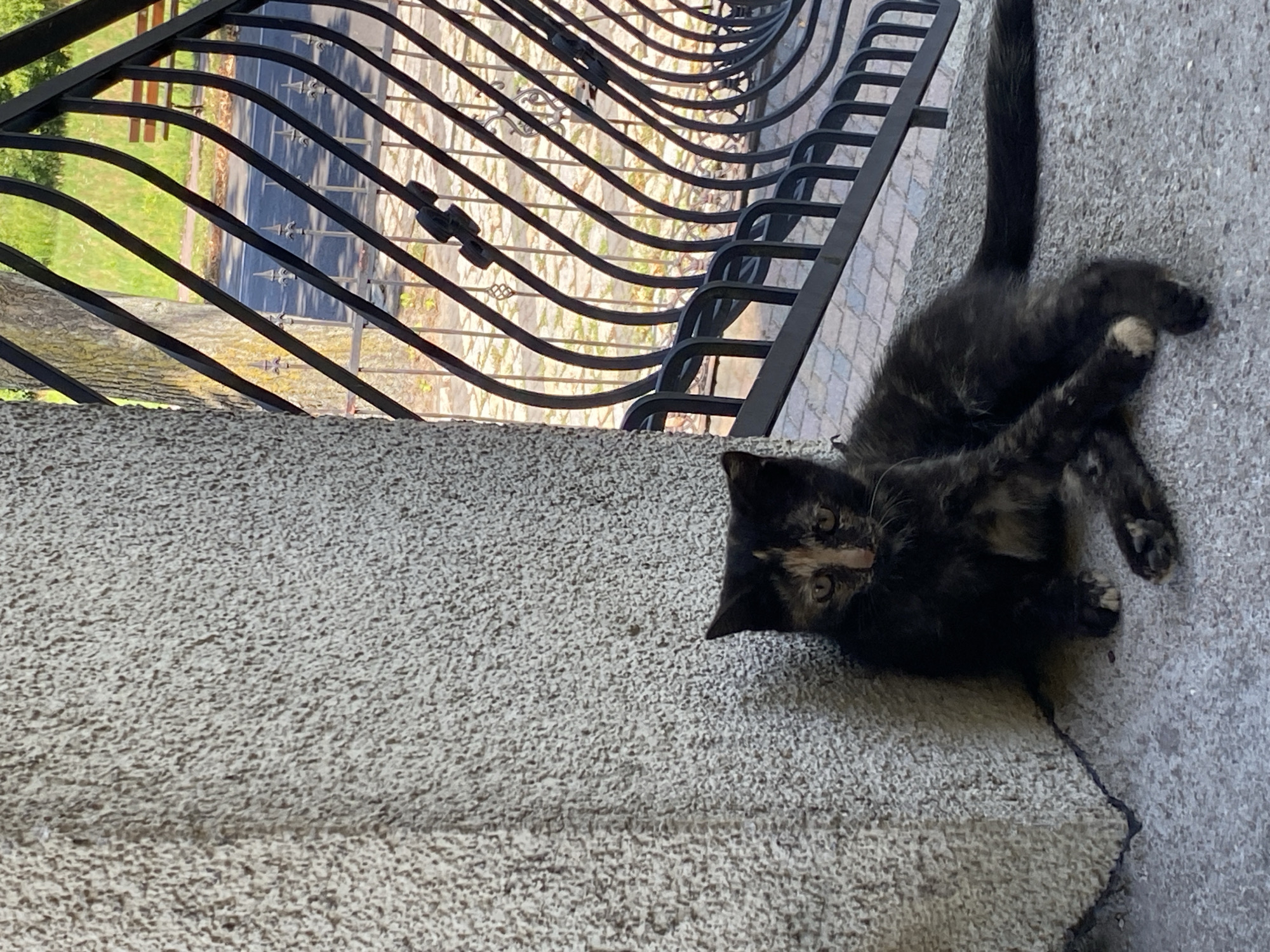 A tortoiseshell kitten is resting on a concrete ledge next to a textured stone pillar. The kitten is dark brown and black with patches of orange and cream, and it has white paws. Behind the kitten, a black wrought-iron fence runs diagonally across the frame, revealing a tree, a road, and a park bench in the background. The setting appears to be an outdoor area, possibly a park or garden, in Buk, Poland.